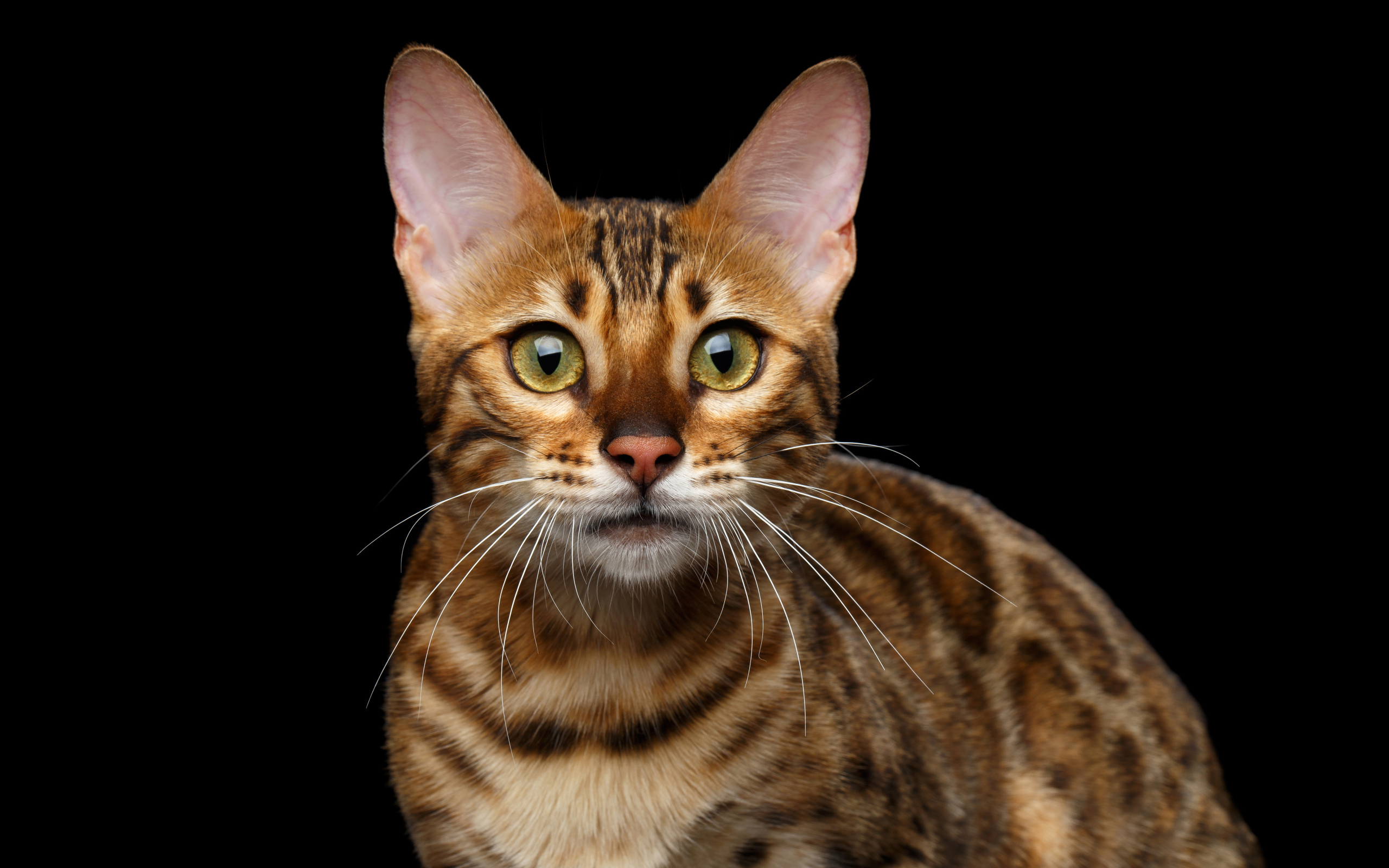 Дорогая Бенгальская кошка на черном фоне