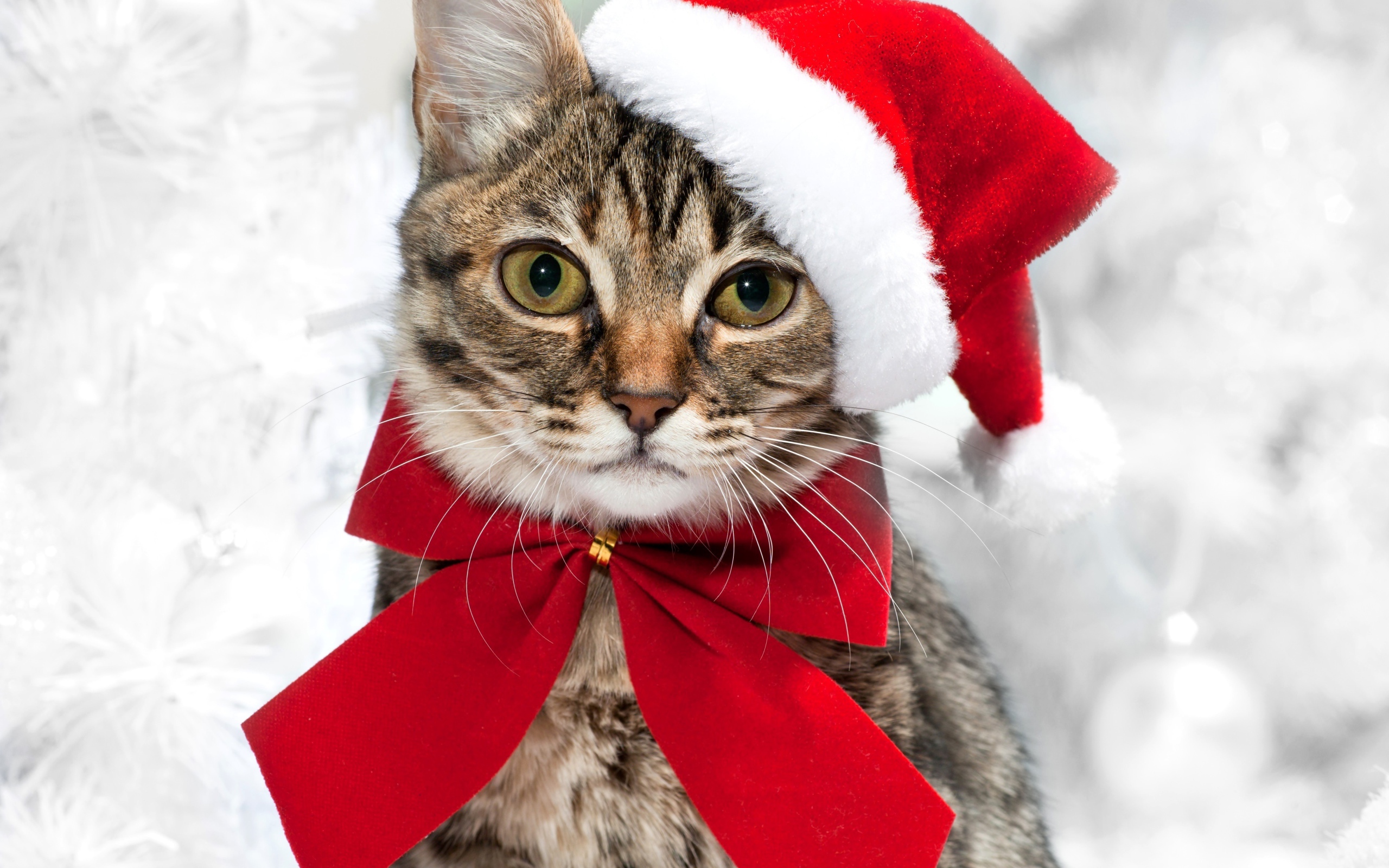 Серый кот в новогодней шапке с красным бантом