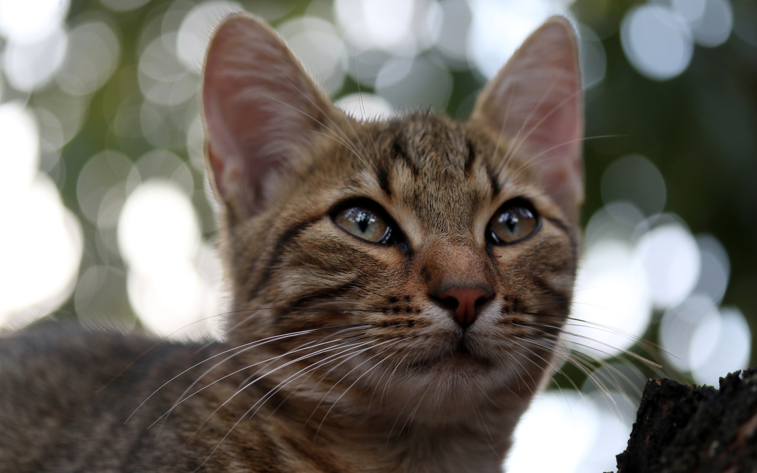 Серый кот дремлет на дереве