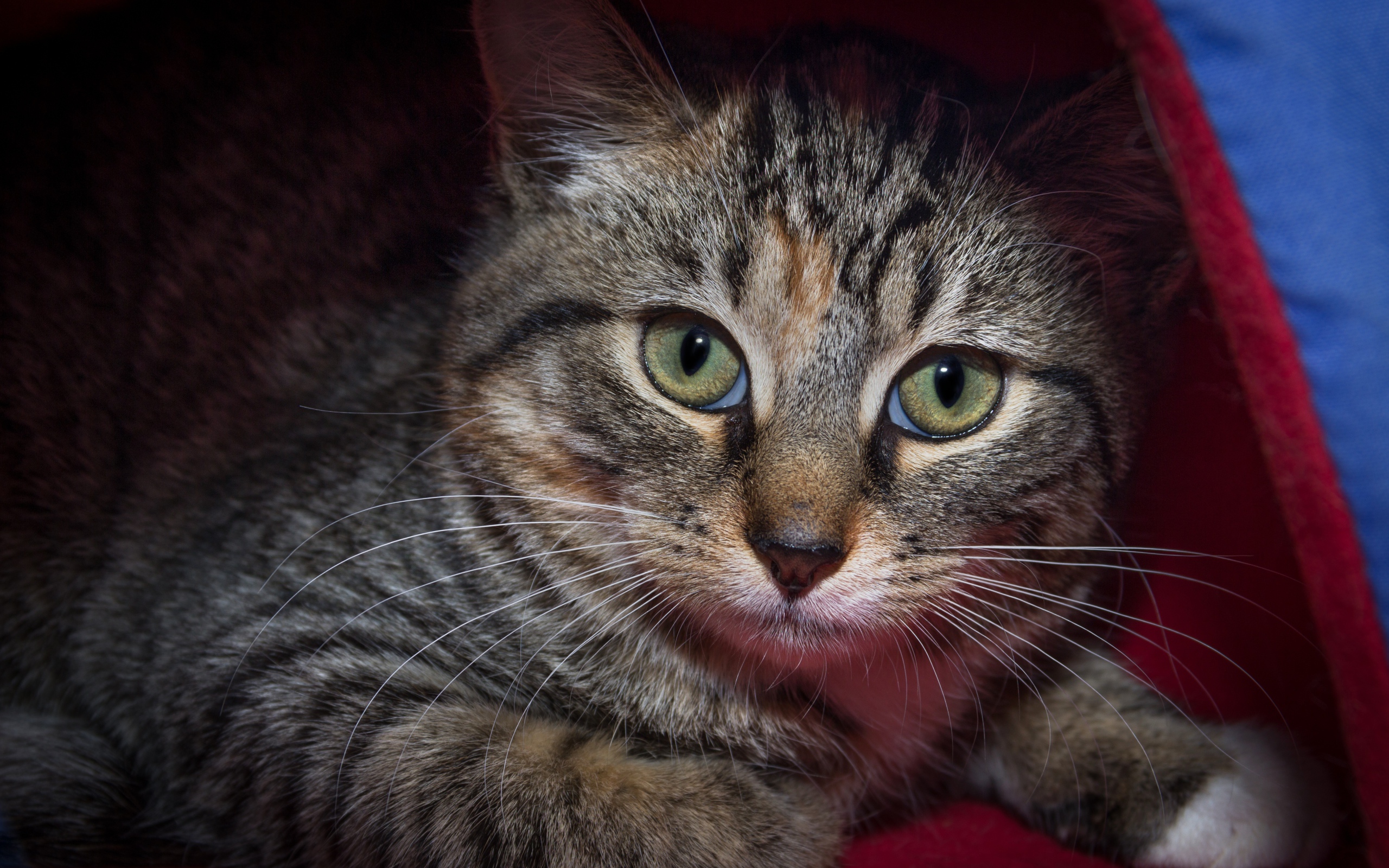 Серый зеленоглазый кот лежит под одеялом