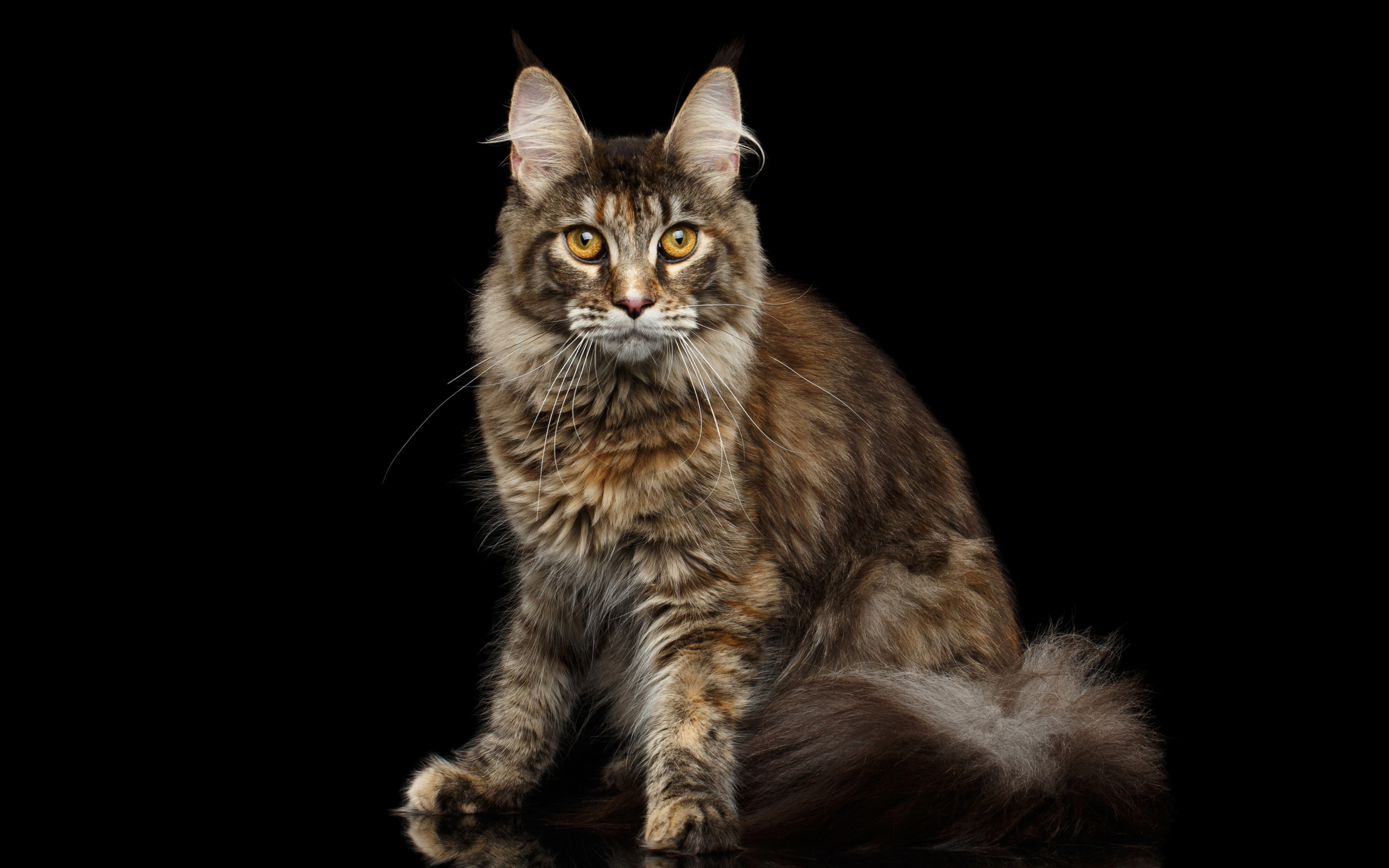 Большой серый кот породы мейн кун на черном фоне