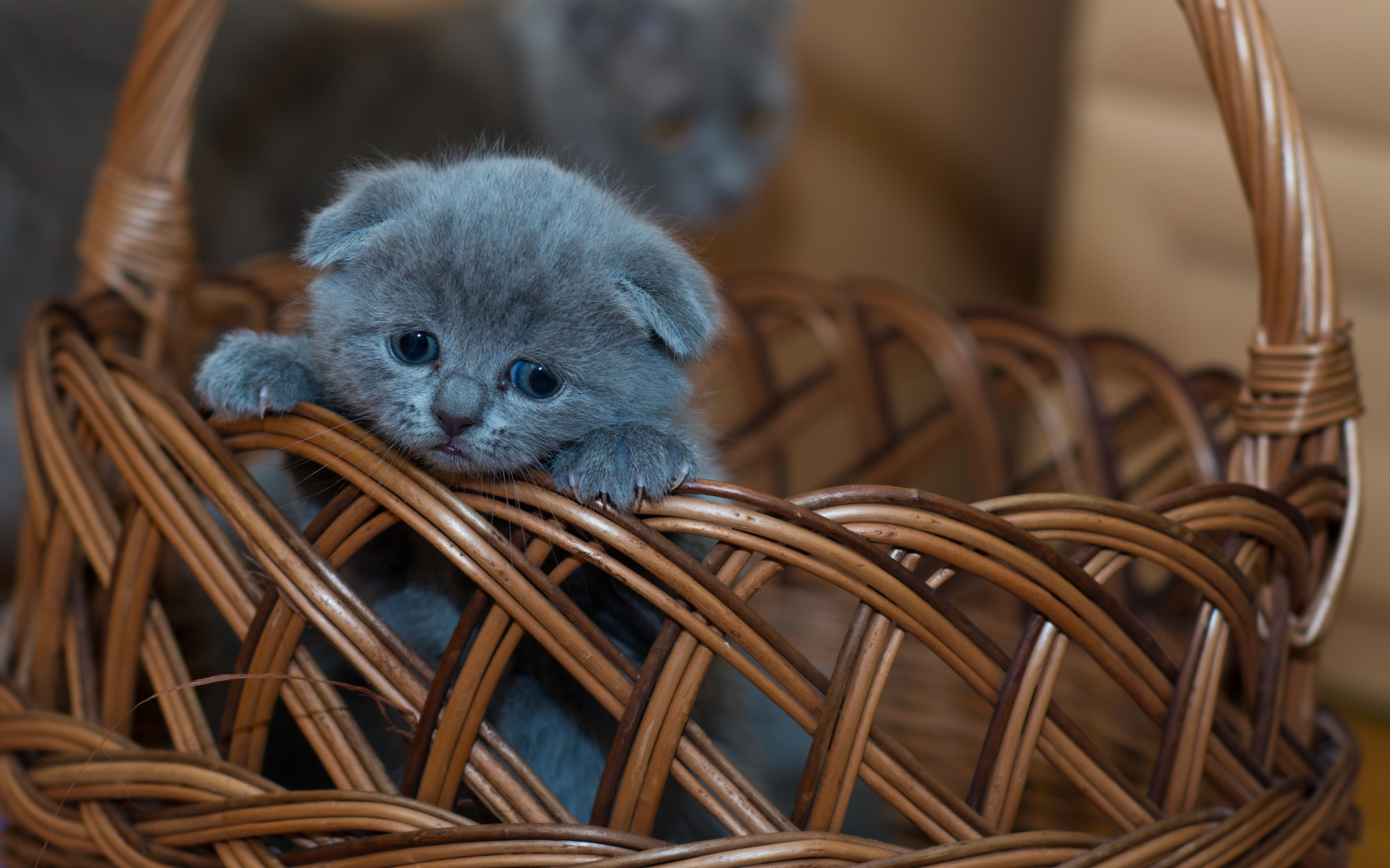 Маленький британский вислоухий котенок в корзине