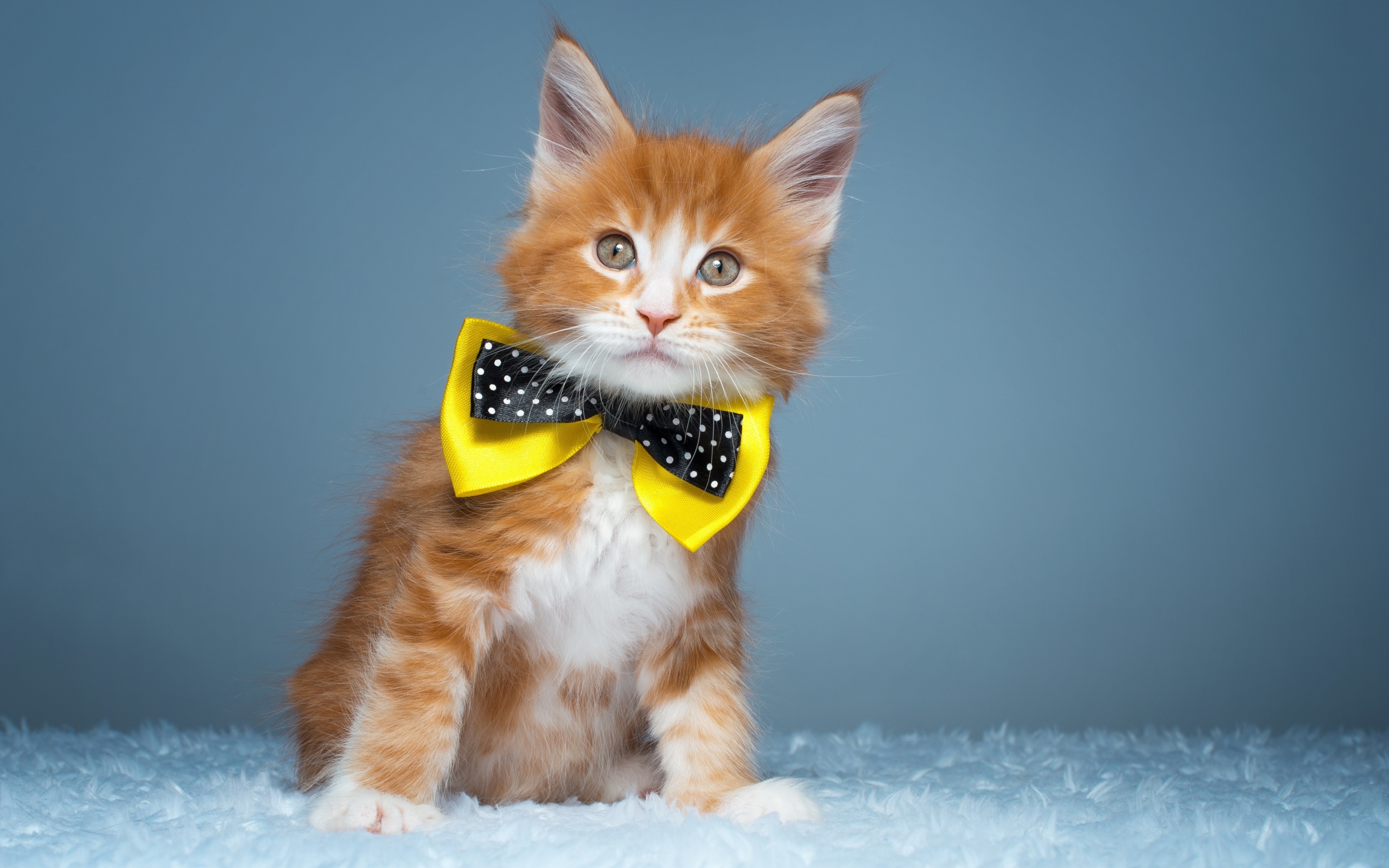 Рыжий котенок мейн кун с бабочкой на шее