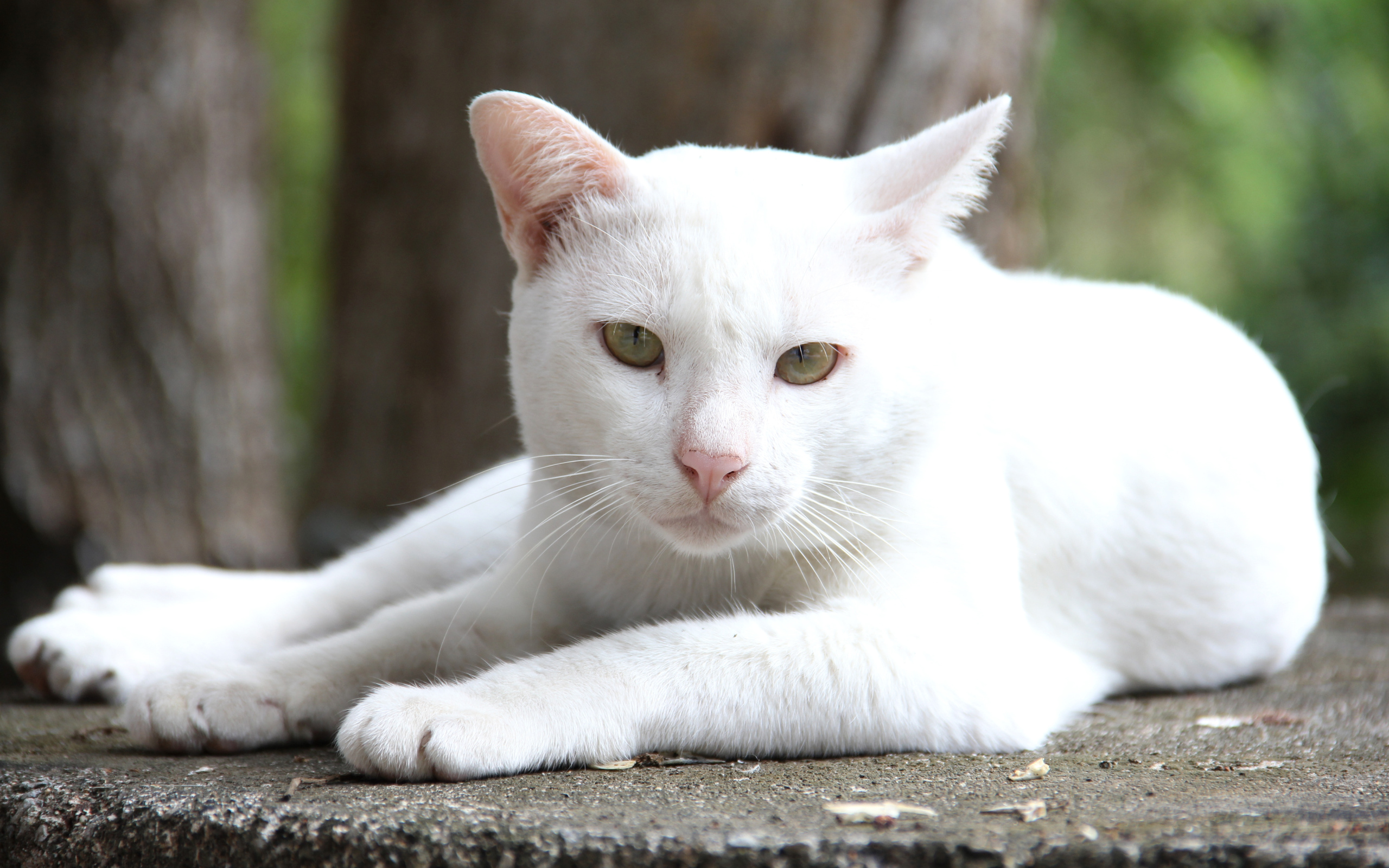 Грустный белый кот лежит на земле 