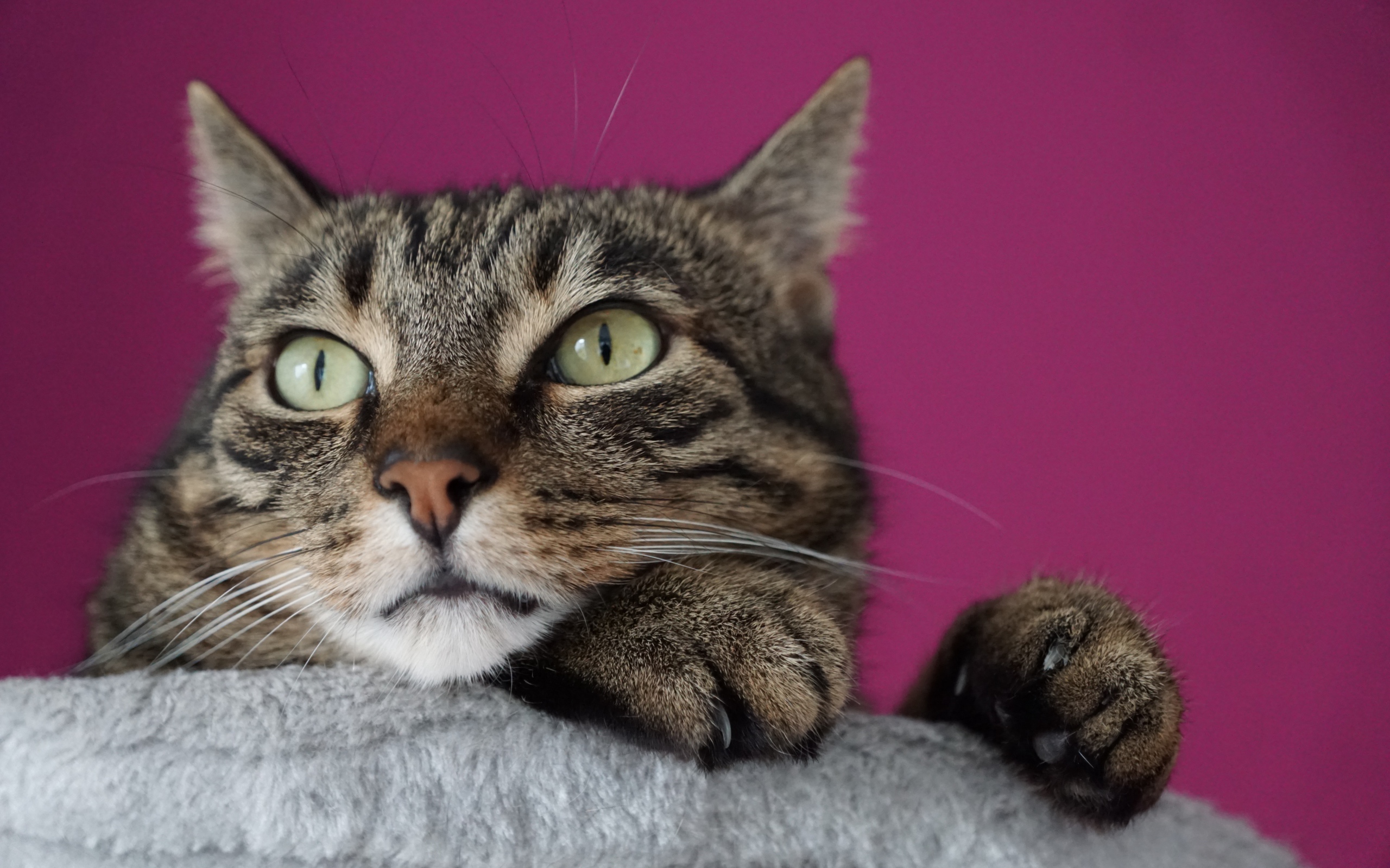 Хитрый серый кот на сиреневом фоне