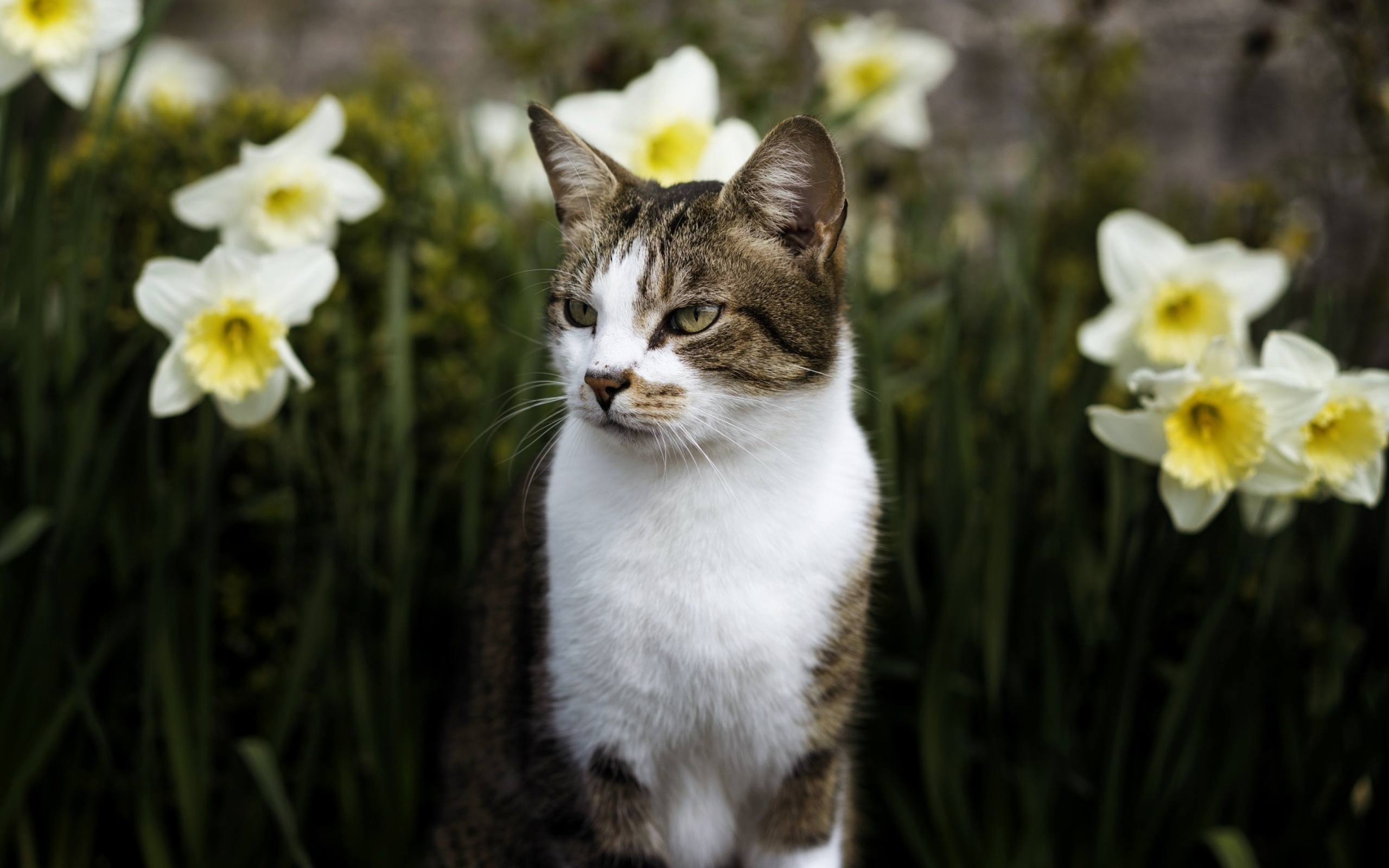 The cat sits in white narcissus colors