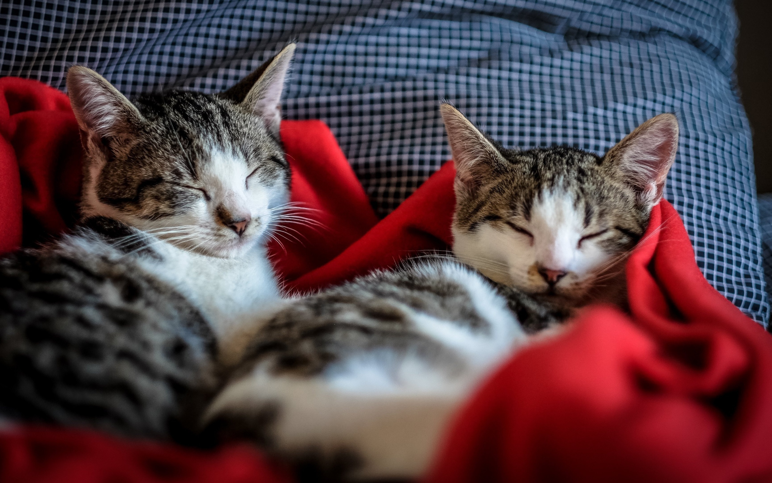 Два кота спят на кровати