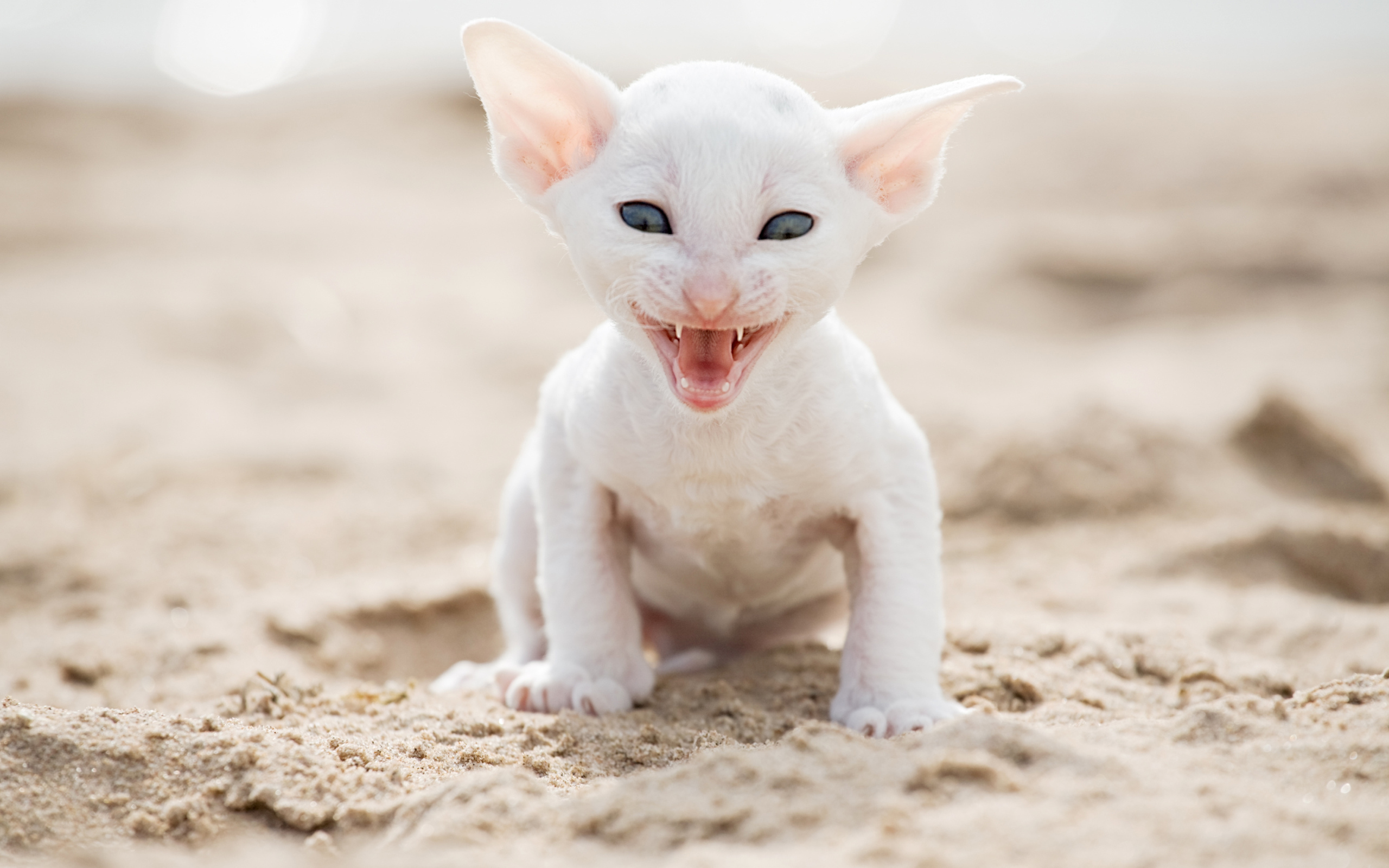 Белый маленький котенок породы Корниш-рекс