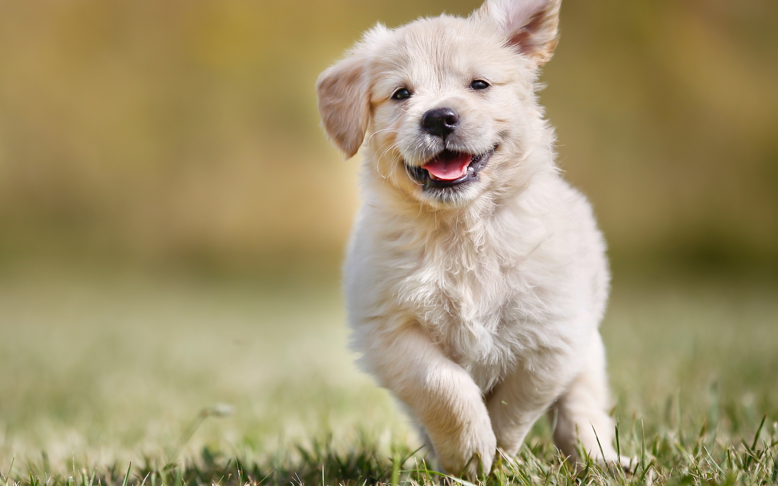 A contented golden retriever puppy runs through green grass