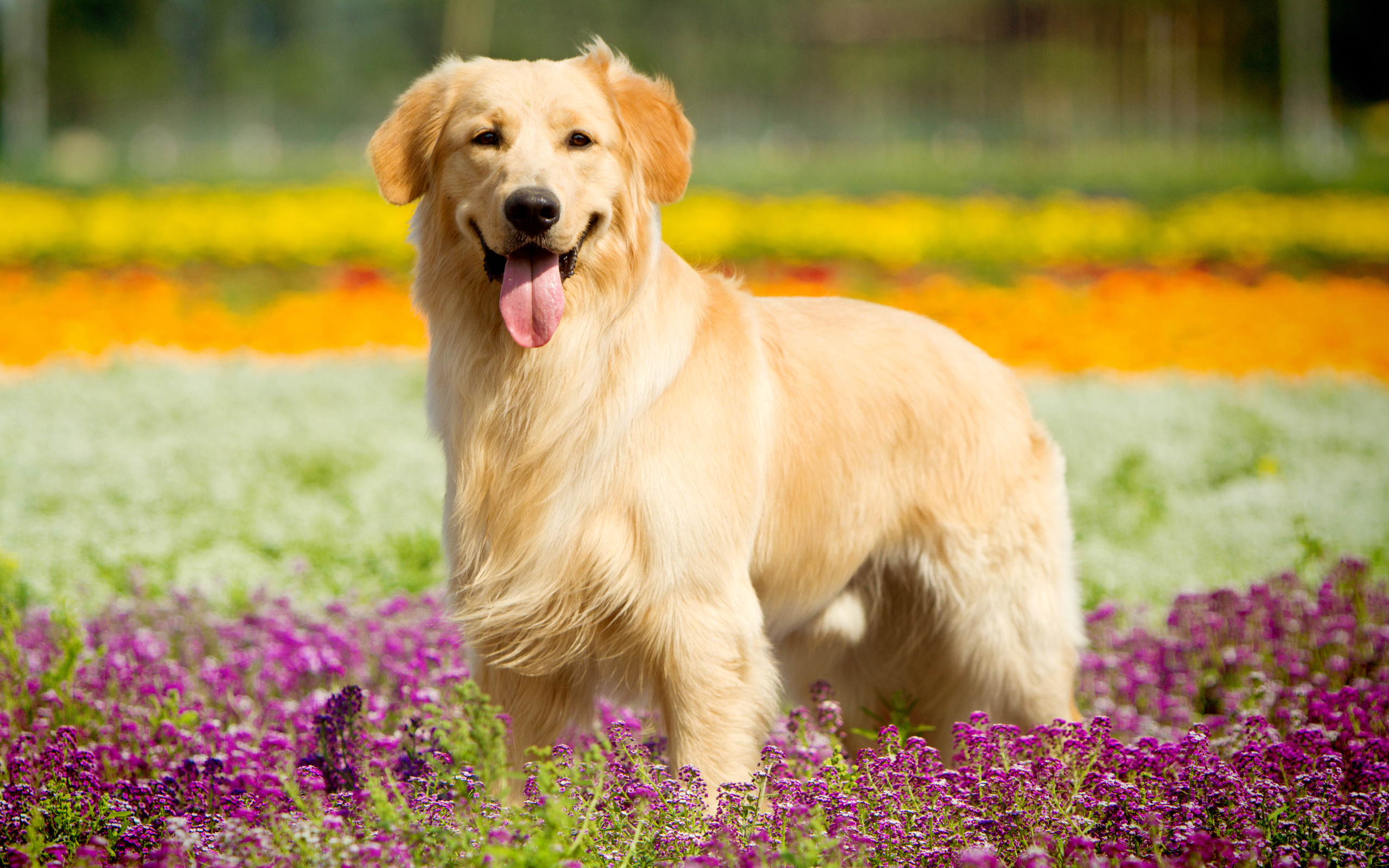 Золотистый ретривер с высунутым языком стоит в сиреневых цветах