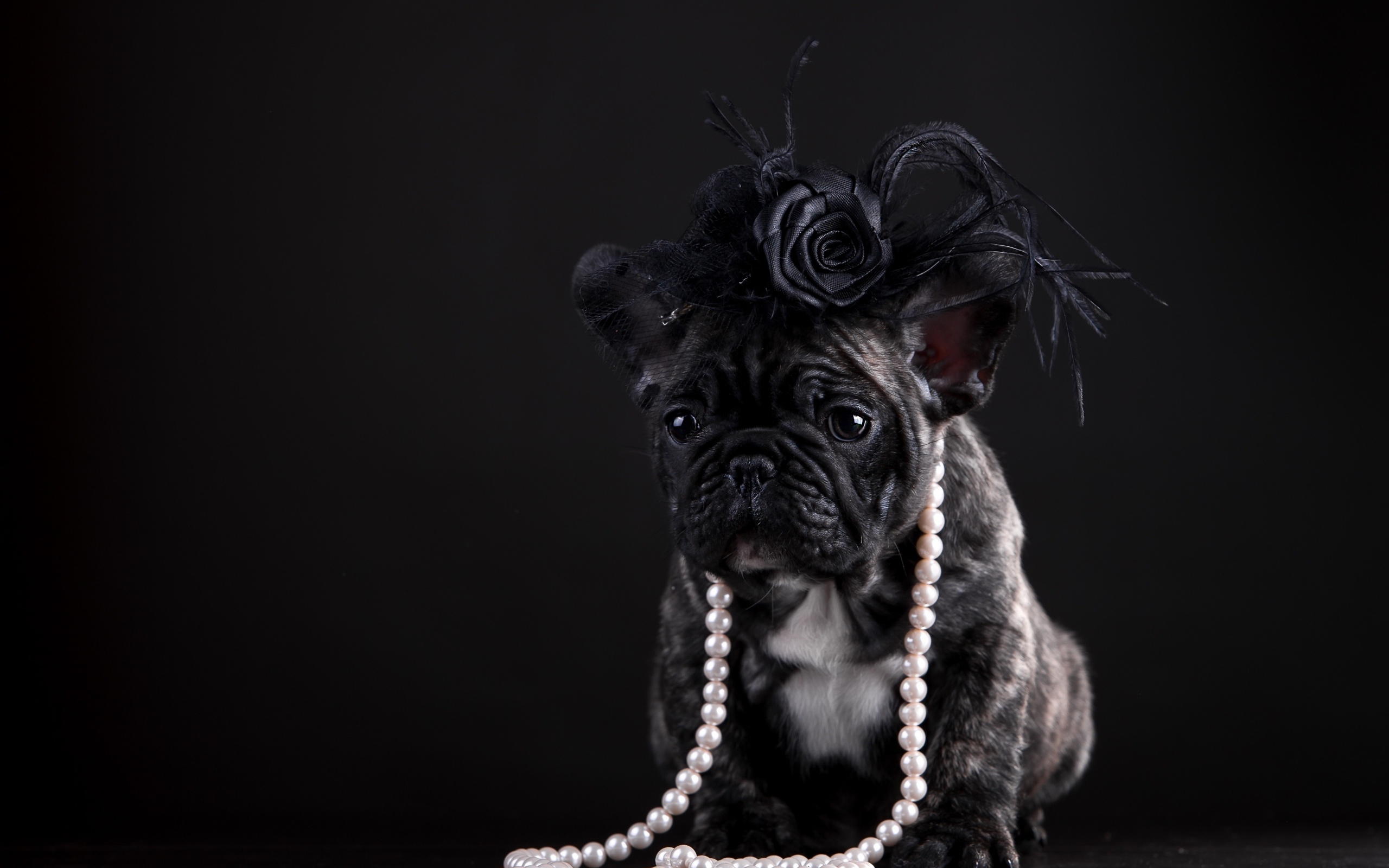 Щенок французского бульдога в бусах и шляпке