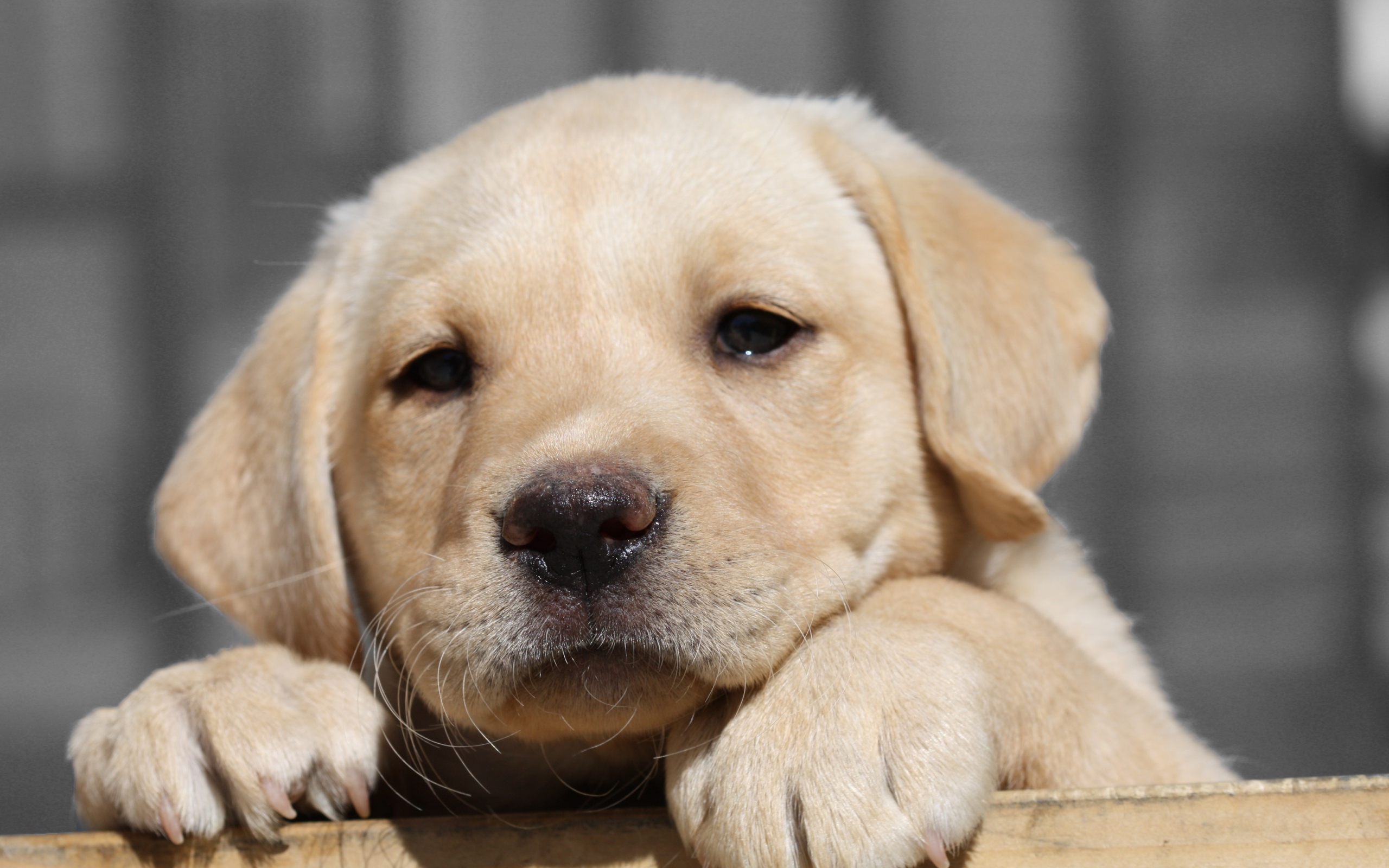 Грустный щенок золотистого ретривера с мокрым носом