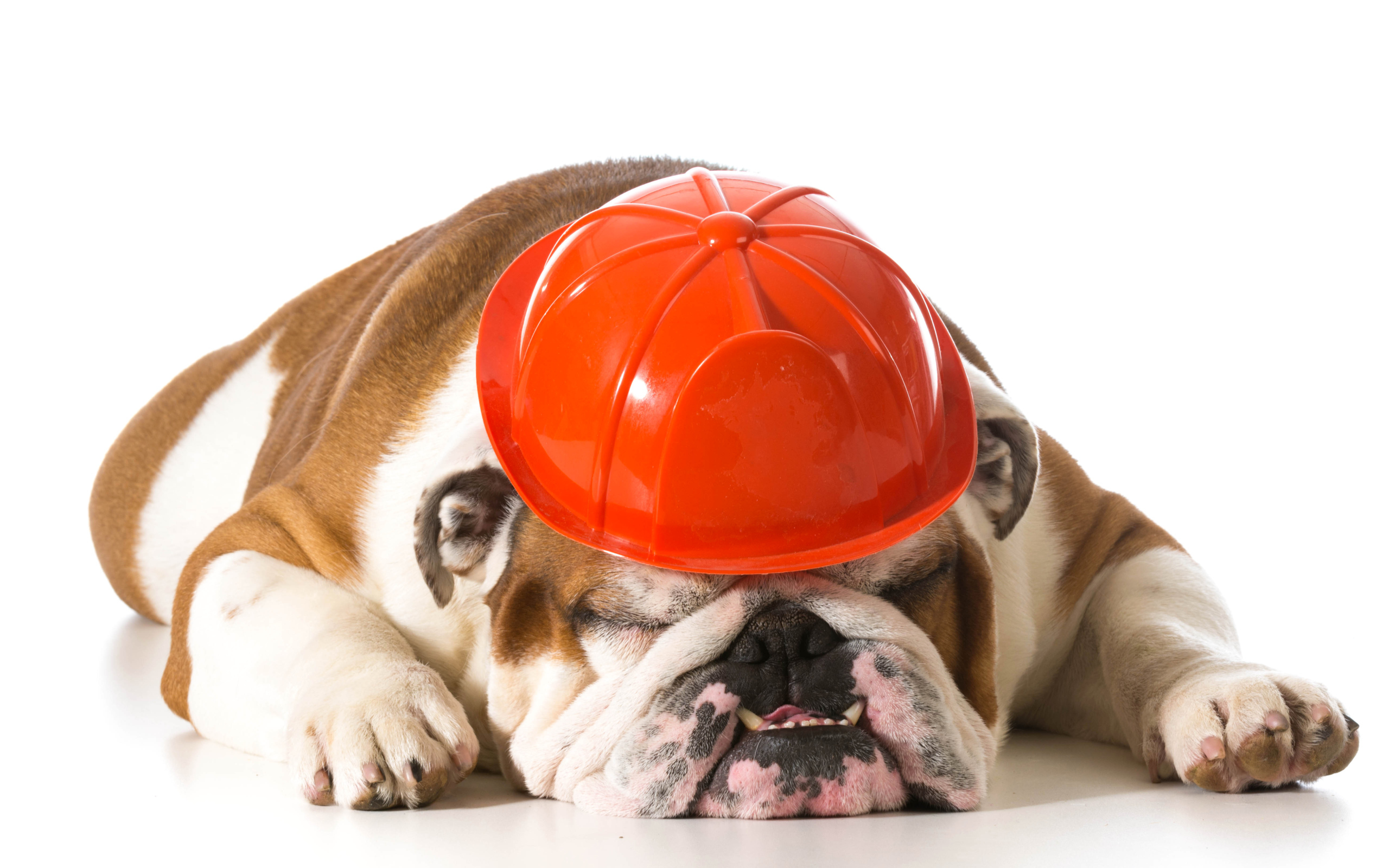 Спящий бульдог в каске на белом фоне