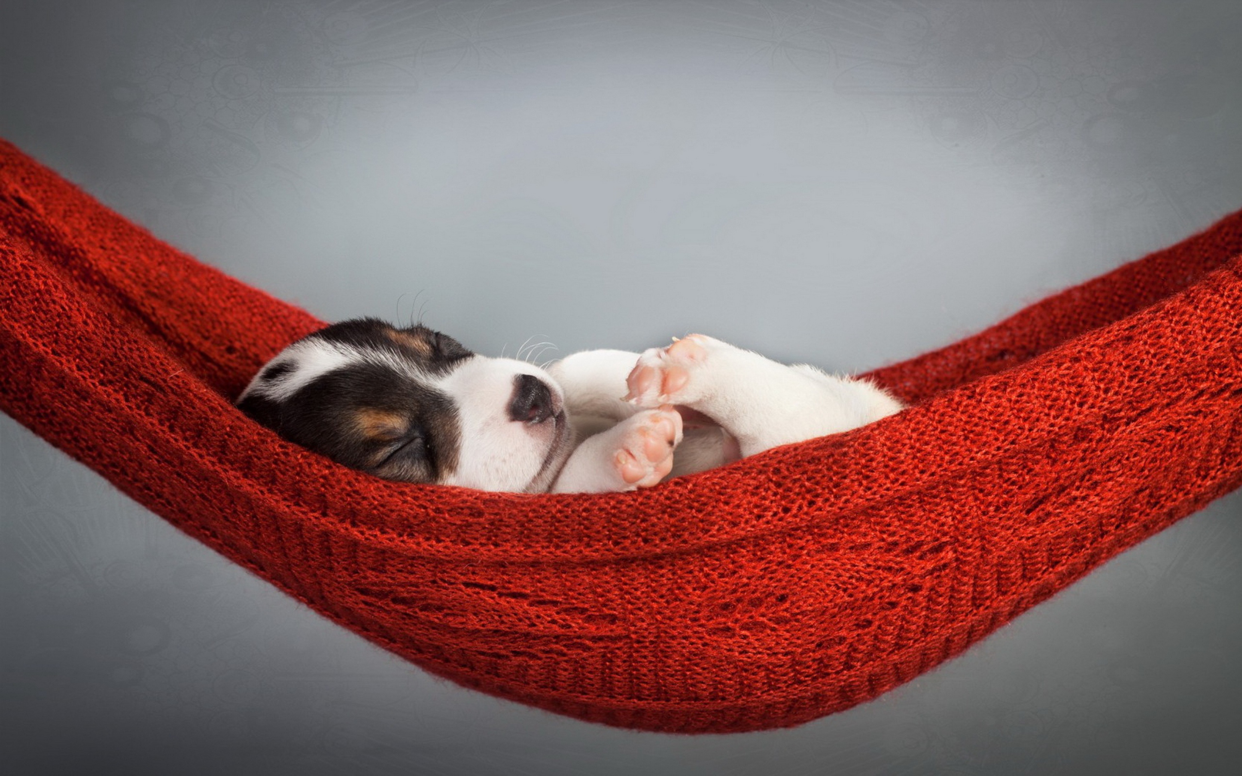 Маленький щенок спит в гамаке на сером фоне