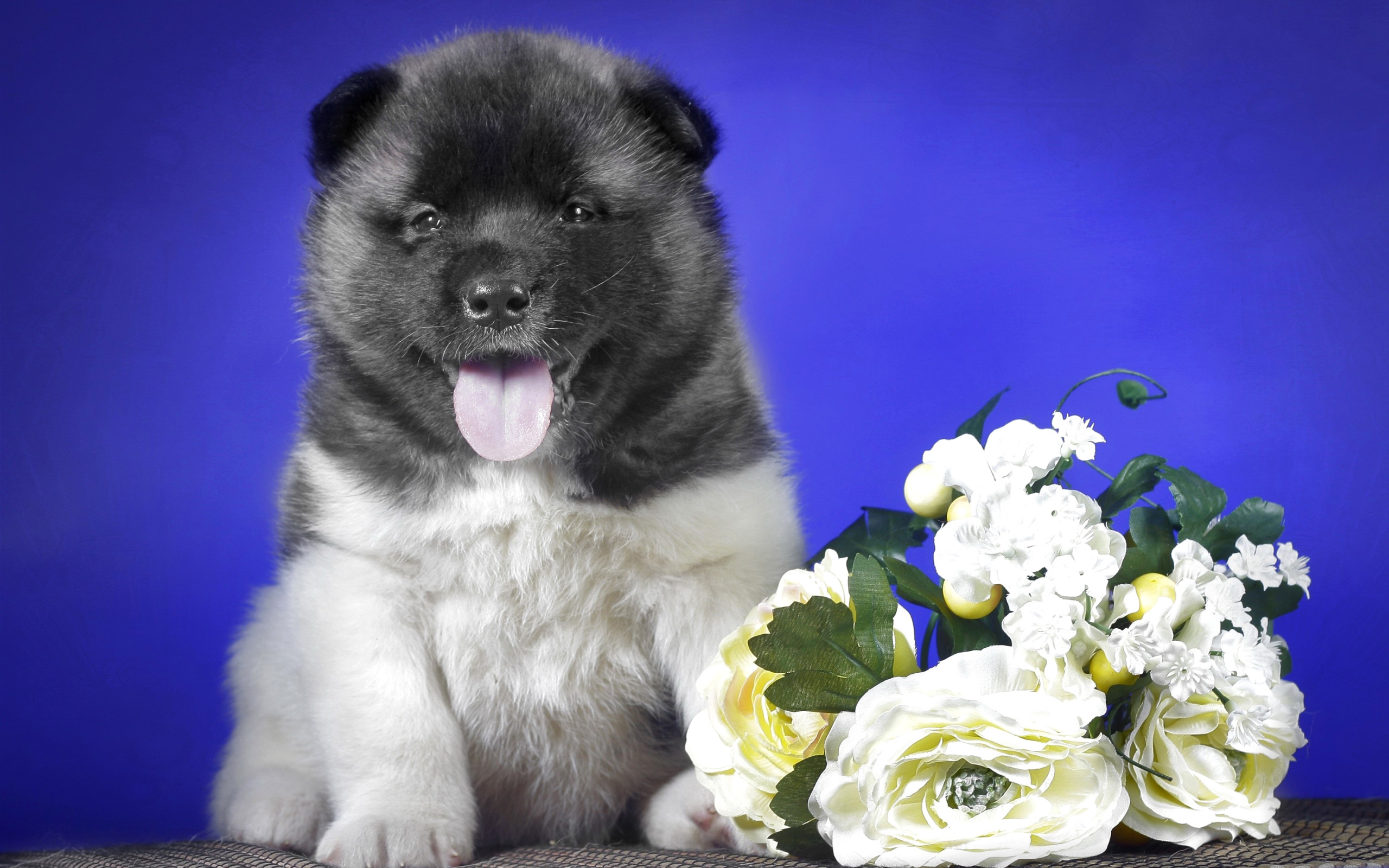 Щенок Акита-ину с высунутым языком на синем фоне с букетом цветов