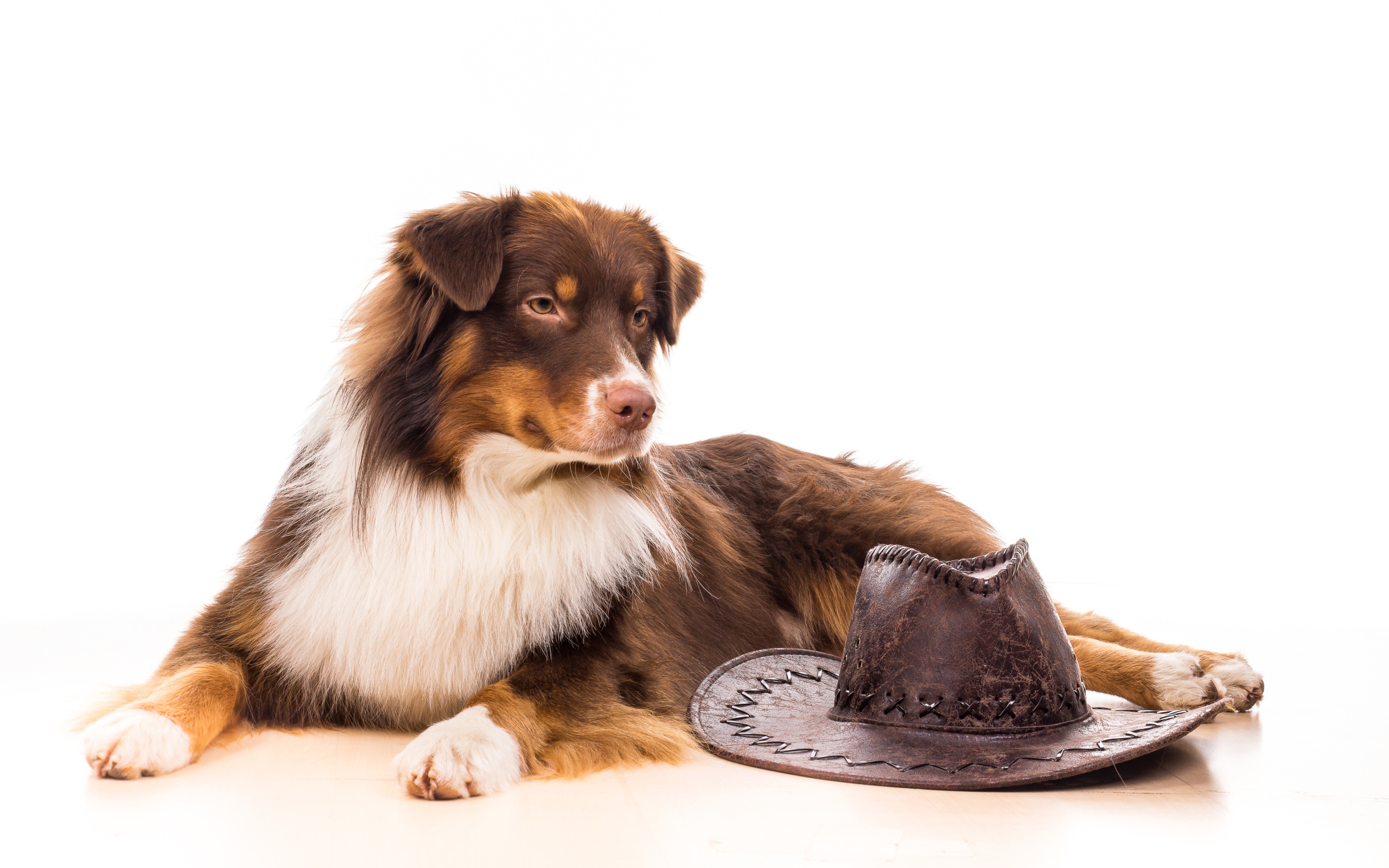 Австралийская Овчарка с ковбойской шляпой на белом фоне