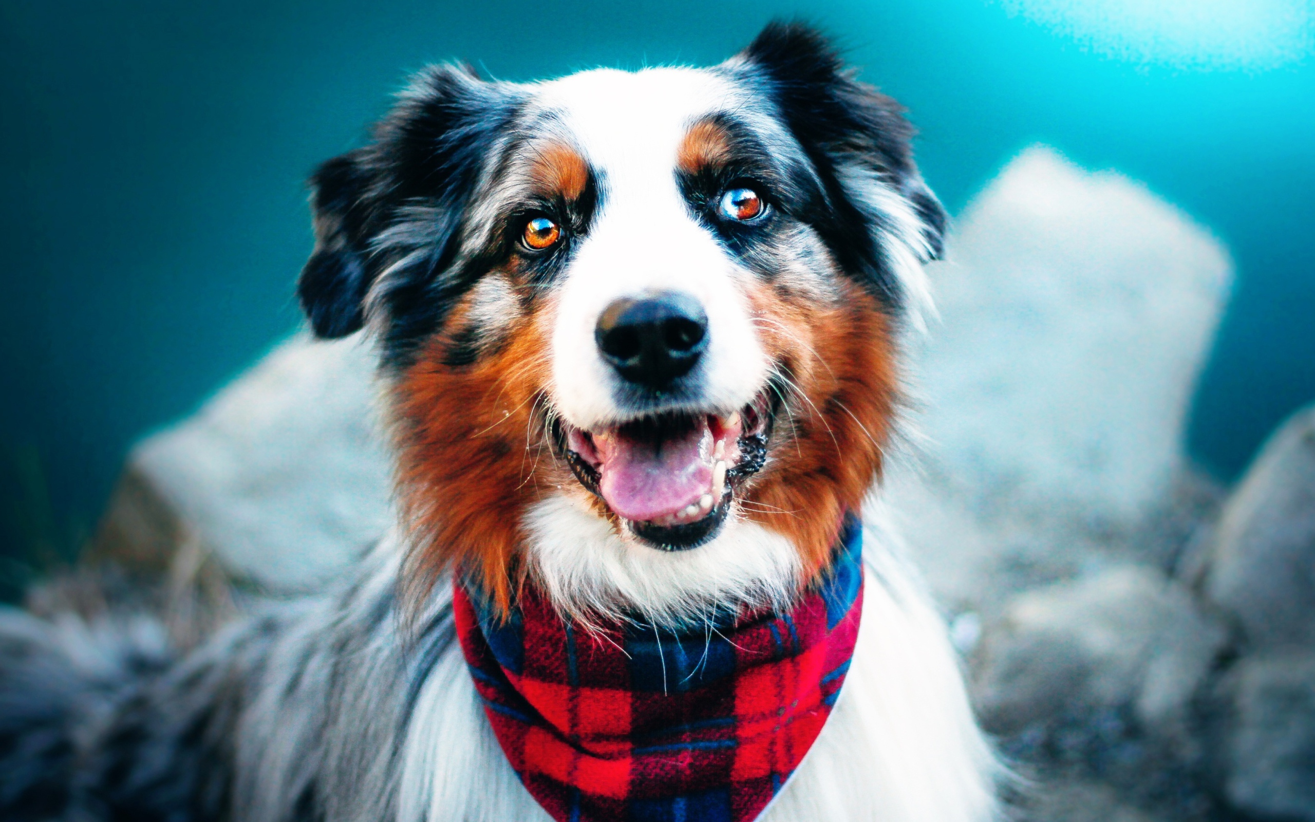 Австралийская овчарка с высунутым языком