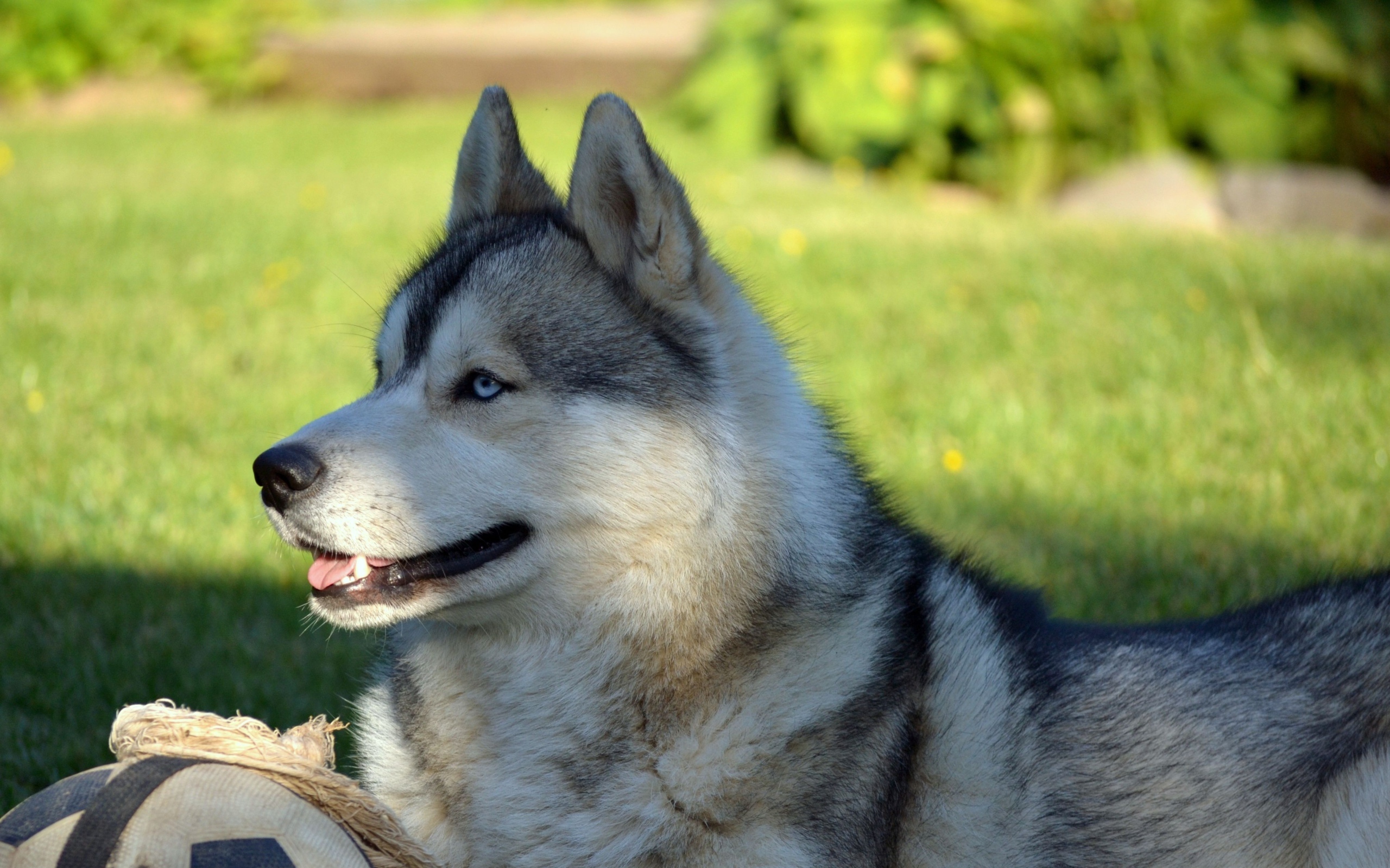 Красивый голубоглазый хаски лежит на зеленой траве