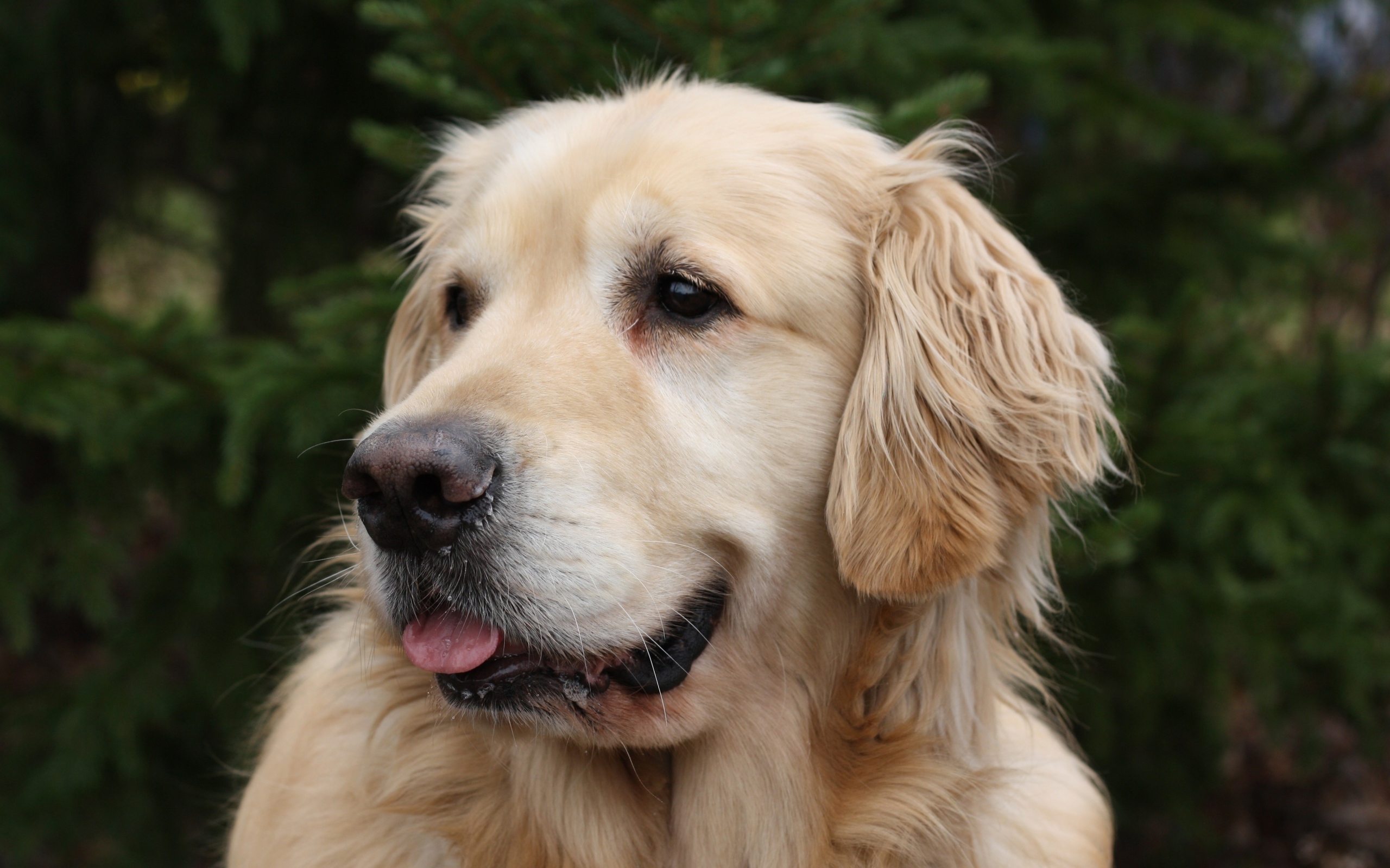 Красивый золотистый ретривер с высунутым языком