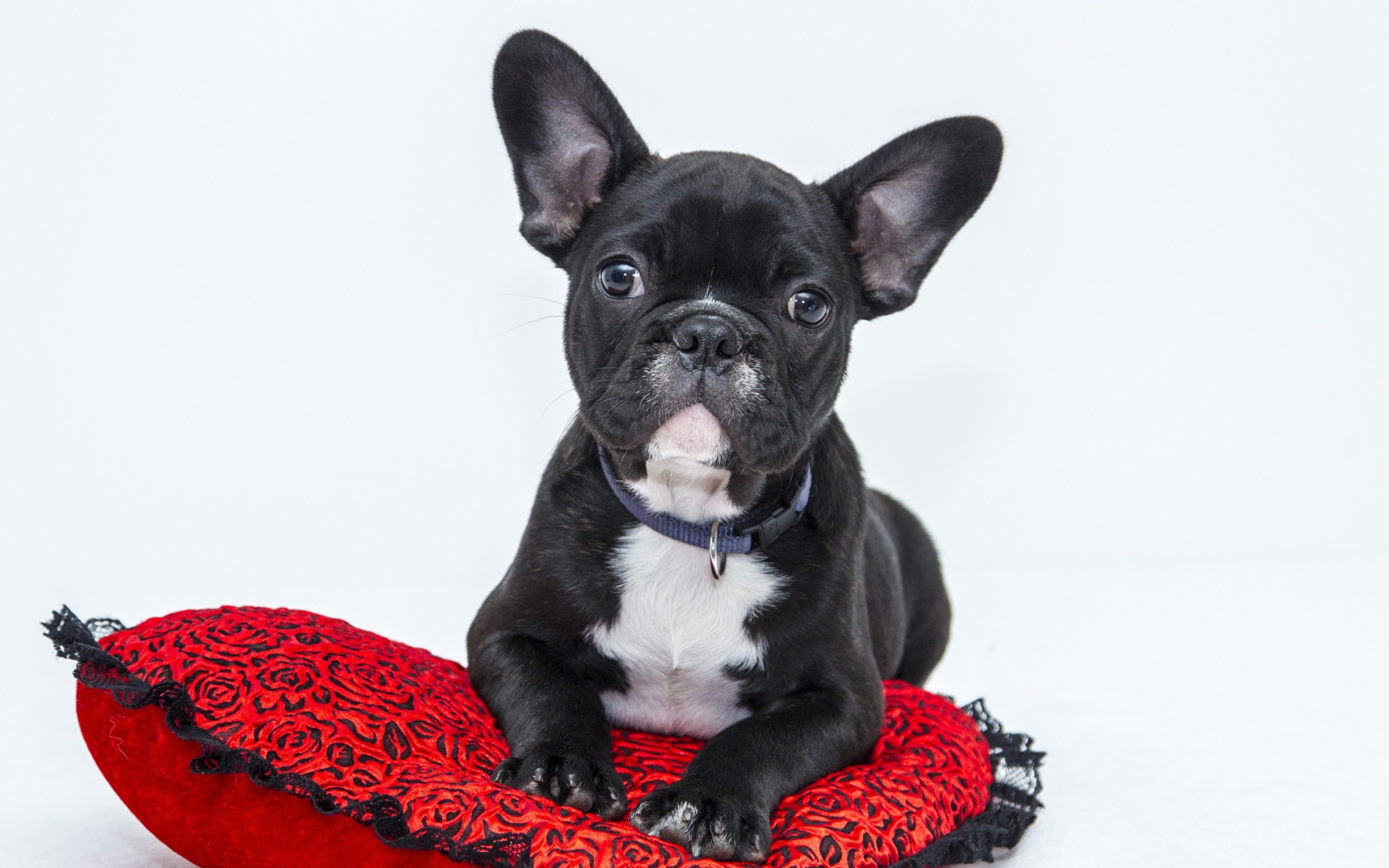 Черный щенок французского бульдога лежит на красной подушке в форме сердца 