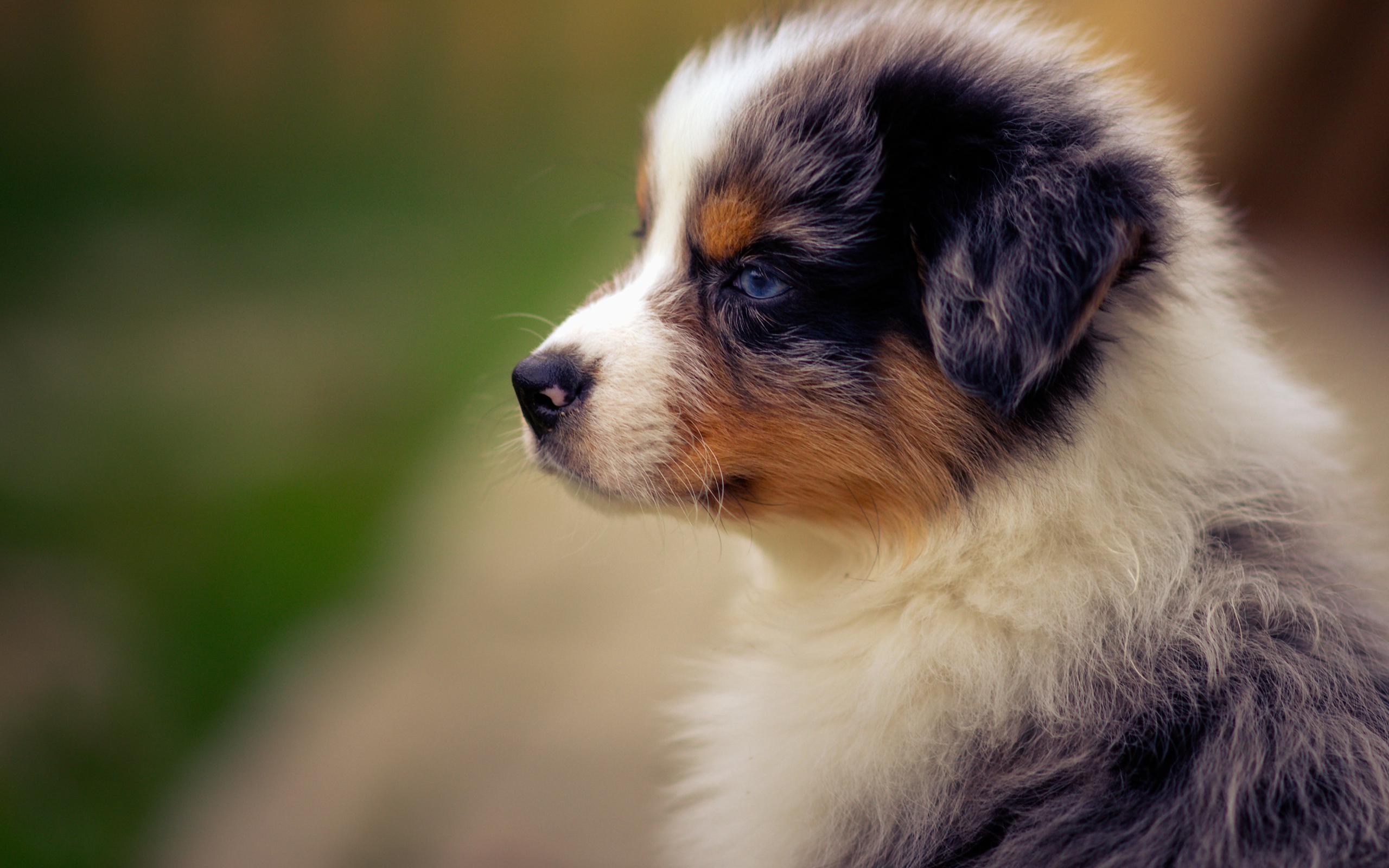 Голубоглазый щенок австралийской овчарки