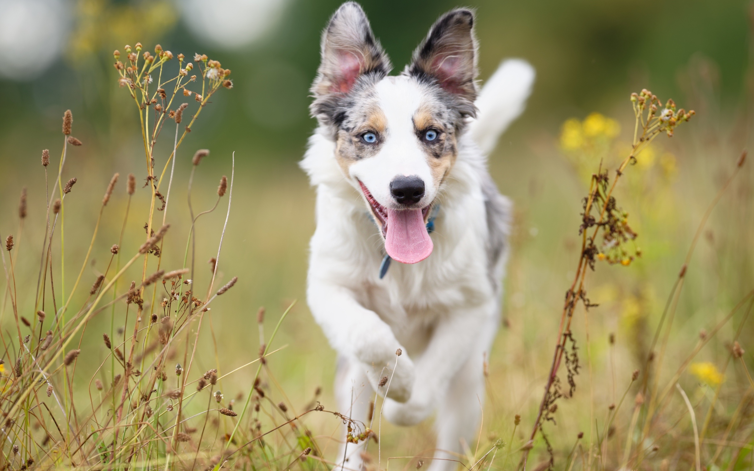 Голубоглазая собака породы бордер колли с высунутым языком бежит по траве