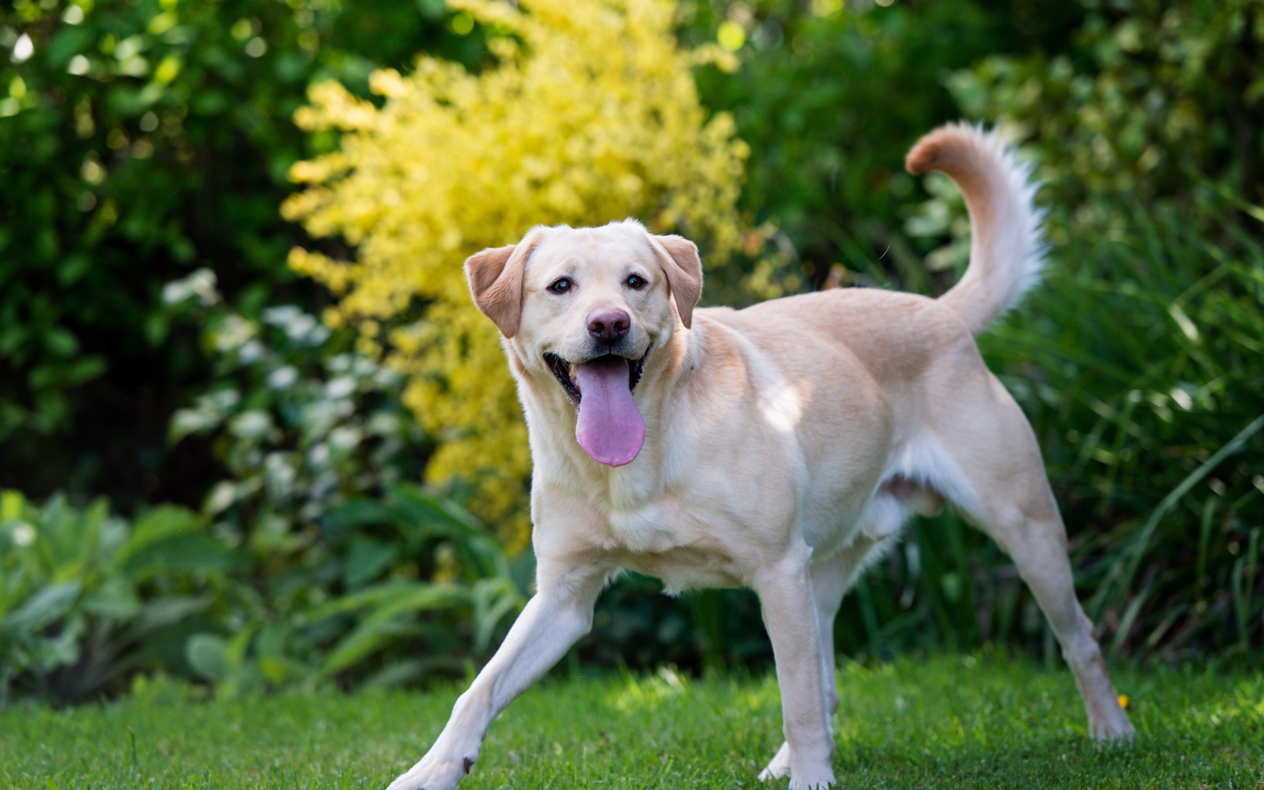 Веселый золотистый ретривер с высунутым языком 