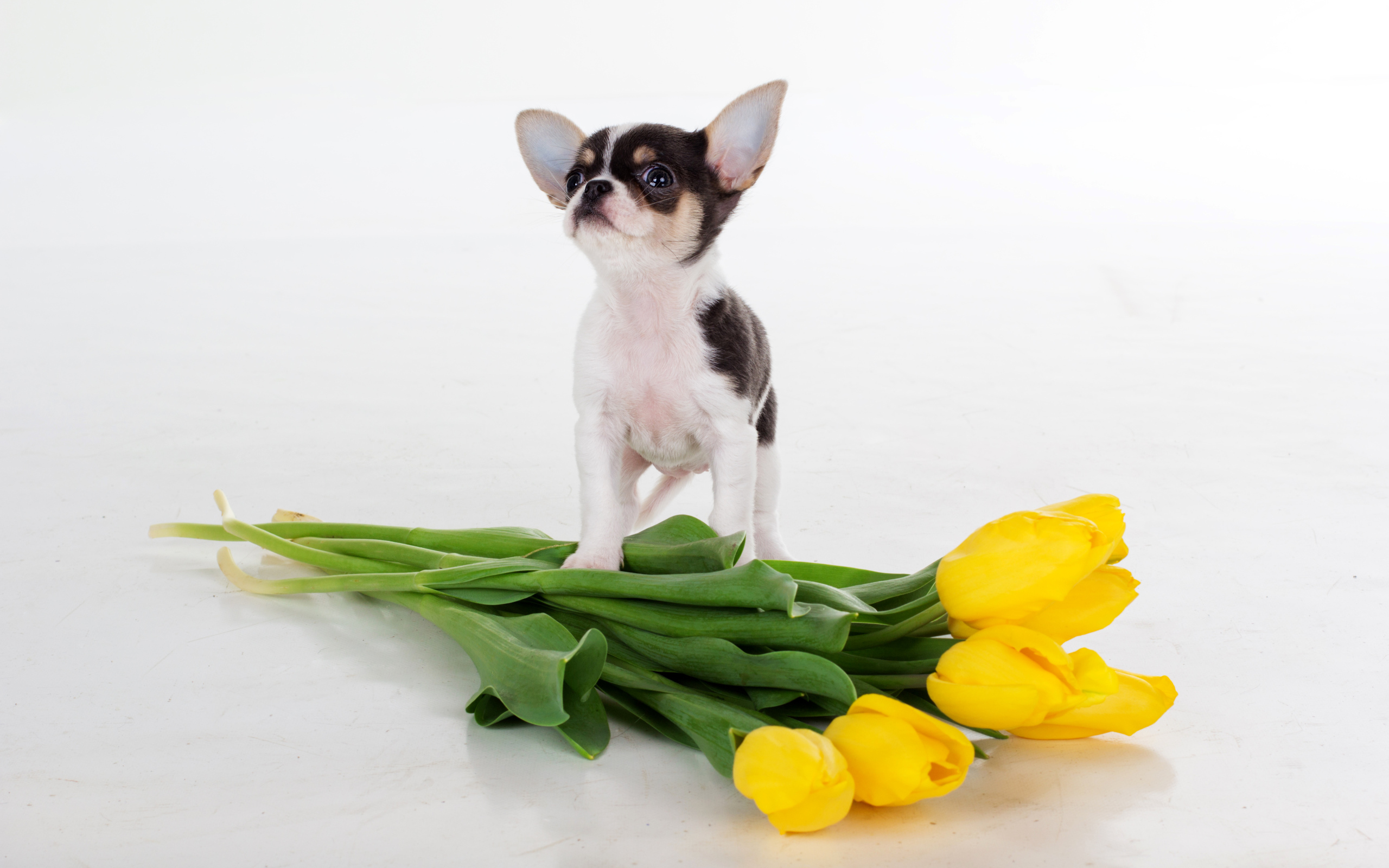 Щенок чихуахуа с букетом желтых тюльпанов на сером фоне