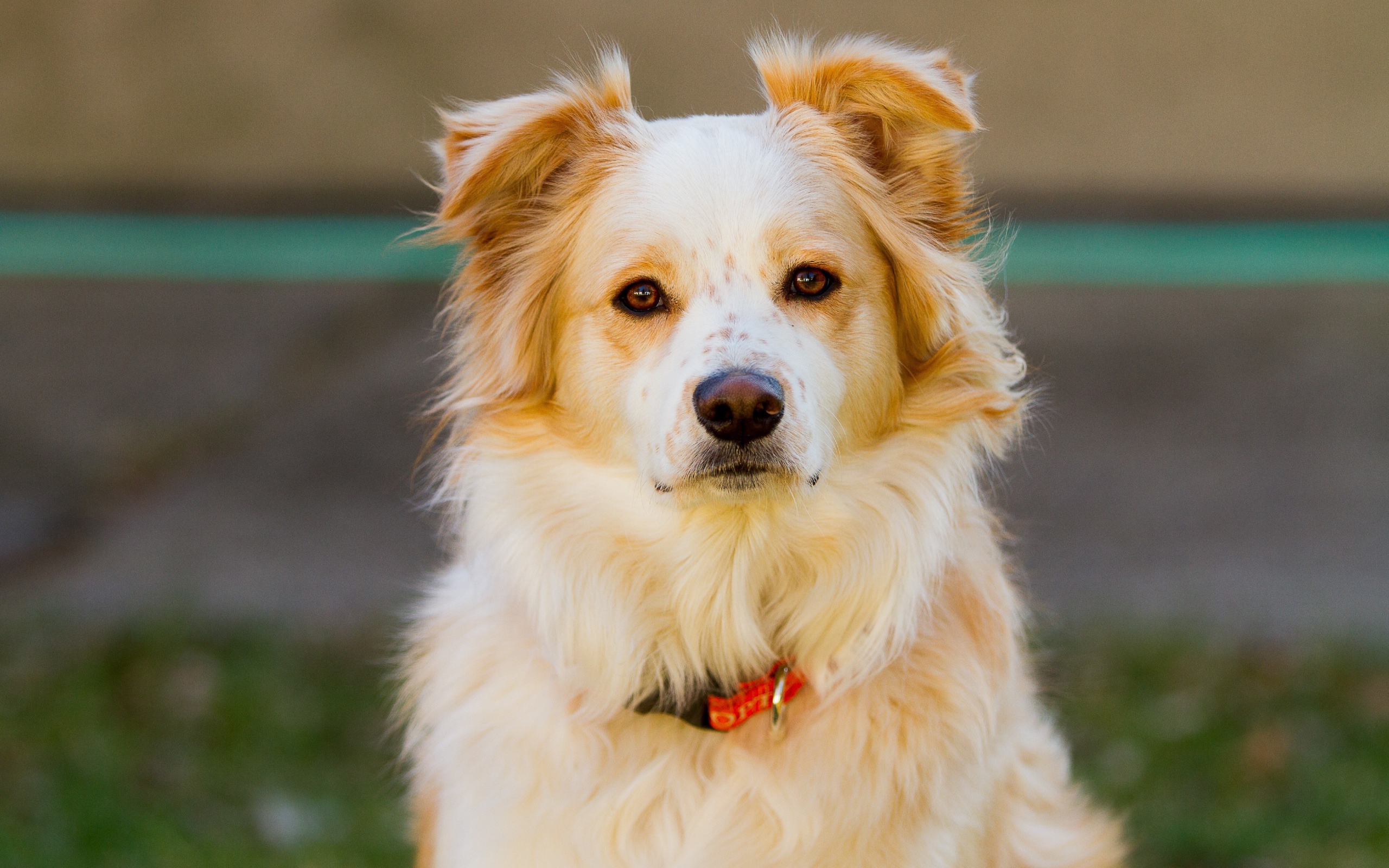 Умная собака с ошейником