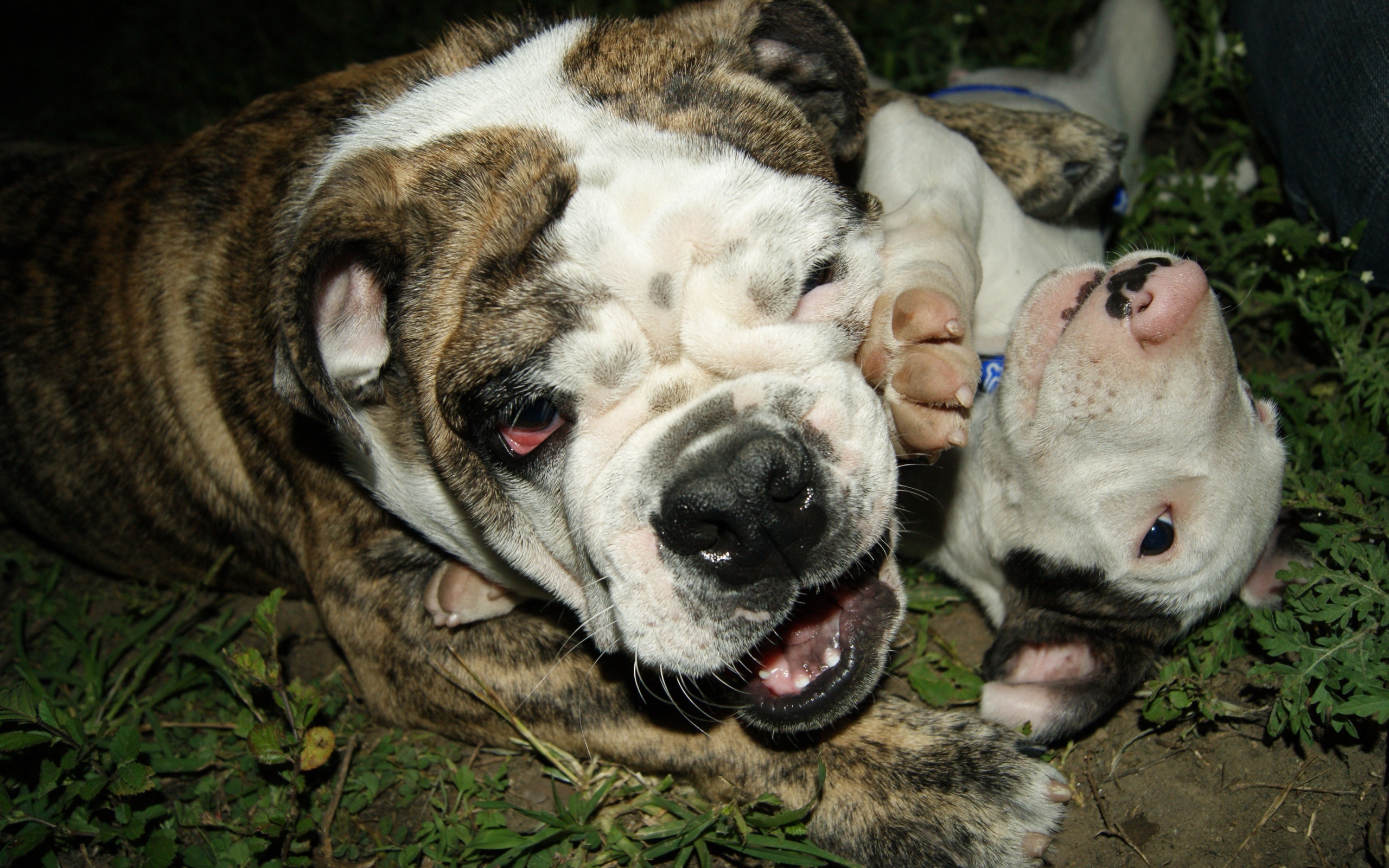 Английский бульдог со щенком играют на траве