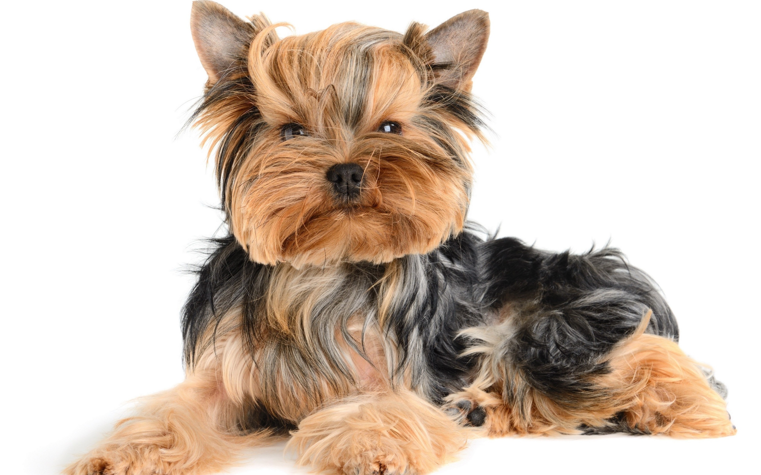 Смешной йоркширский терьер на белом фоне