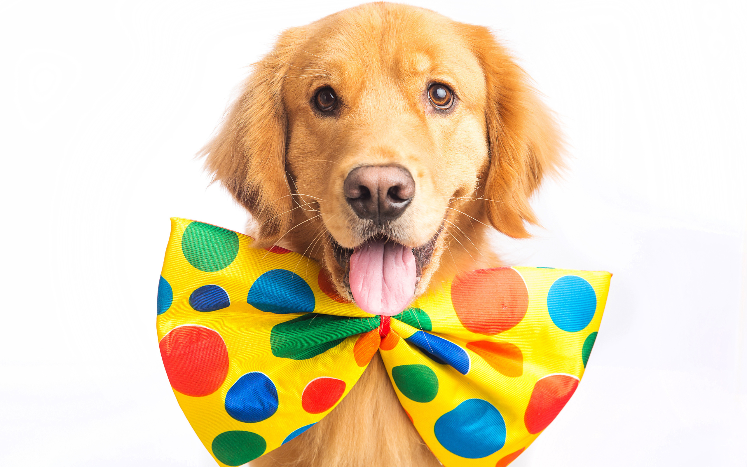 Golden Retriever with a big bow around his neck on a white background