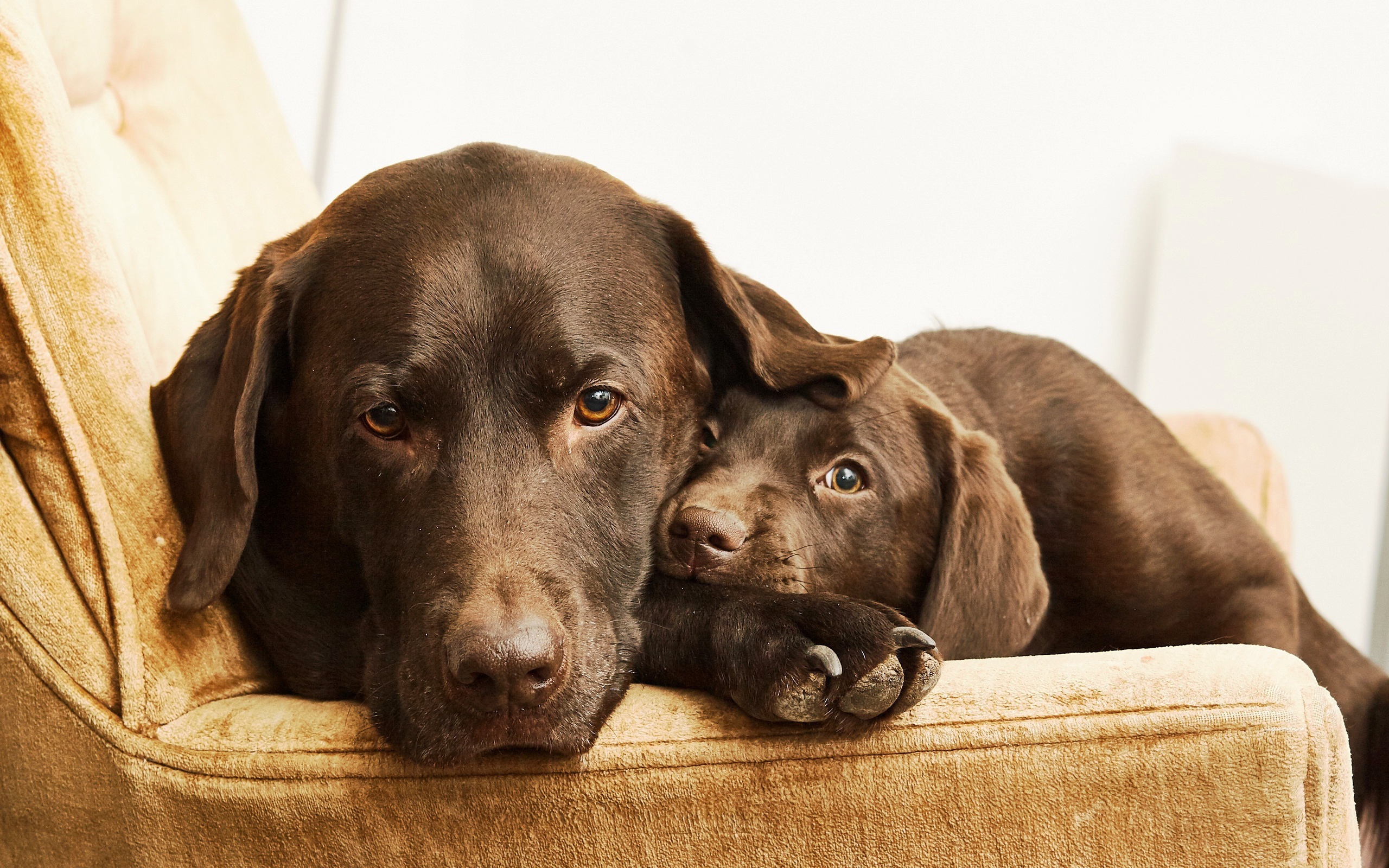 Лабрадор с маленьким милым щенком