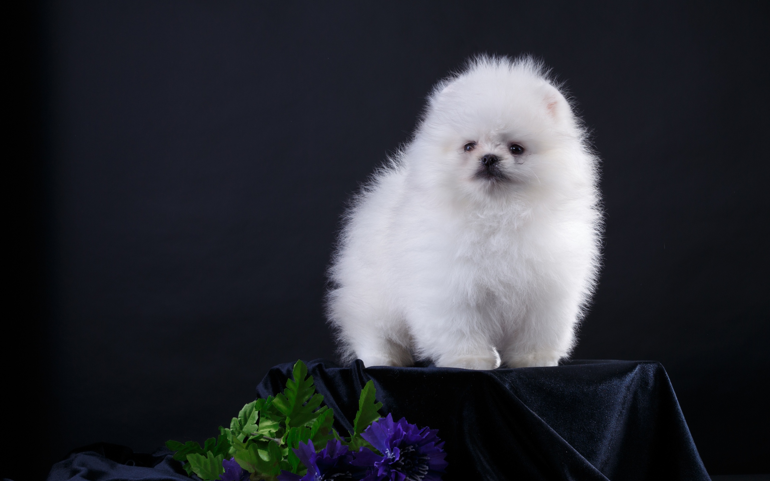 Маленький пушистый белый шпиц на черном фоне