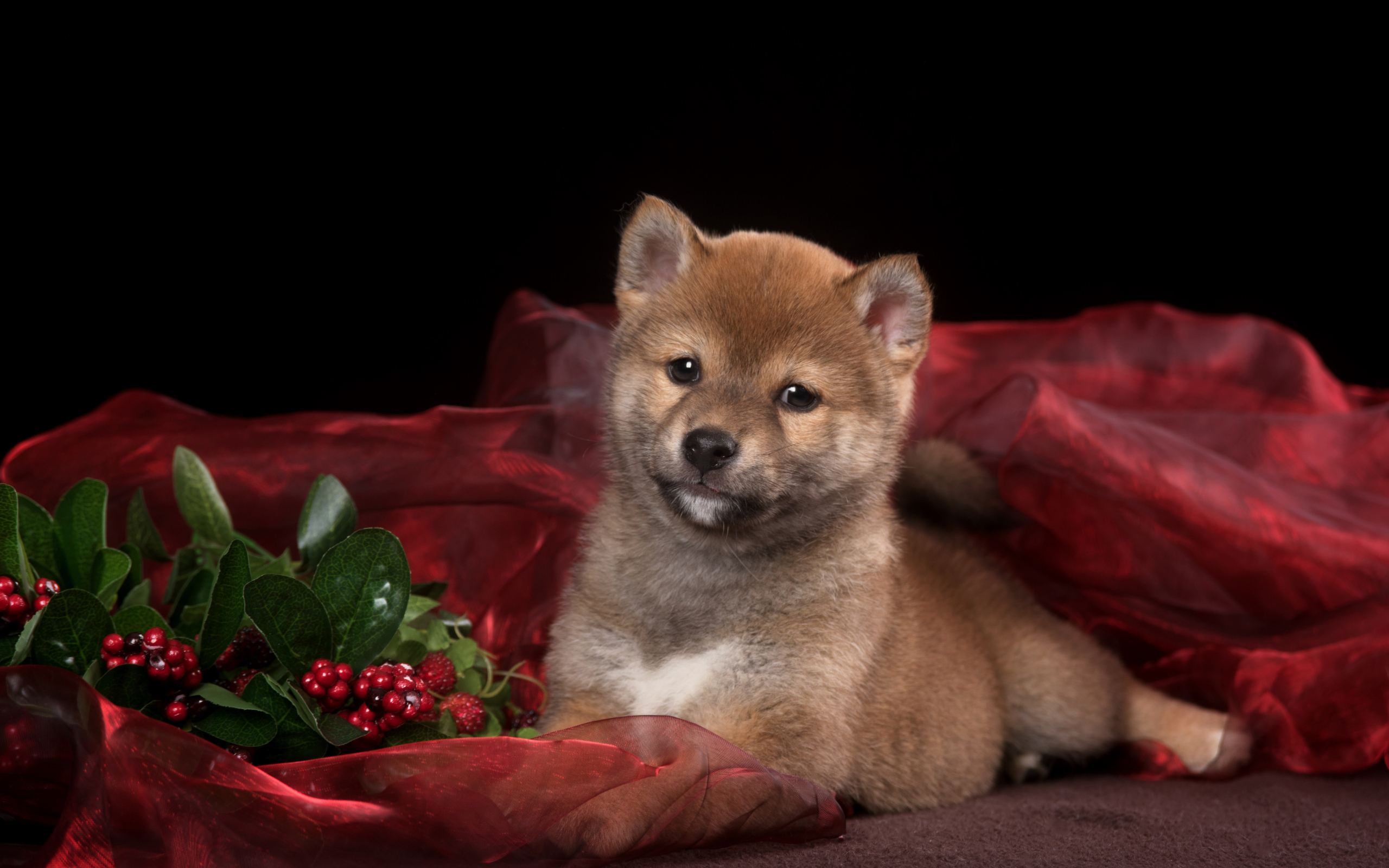 Маленький щенок Сиба-ину на красном покрывале