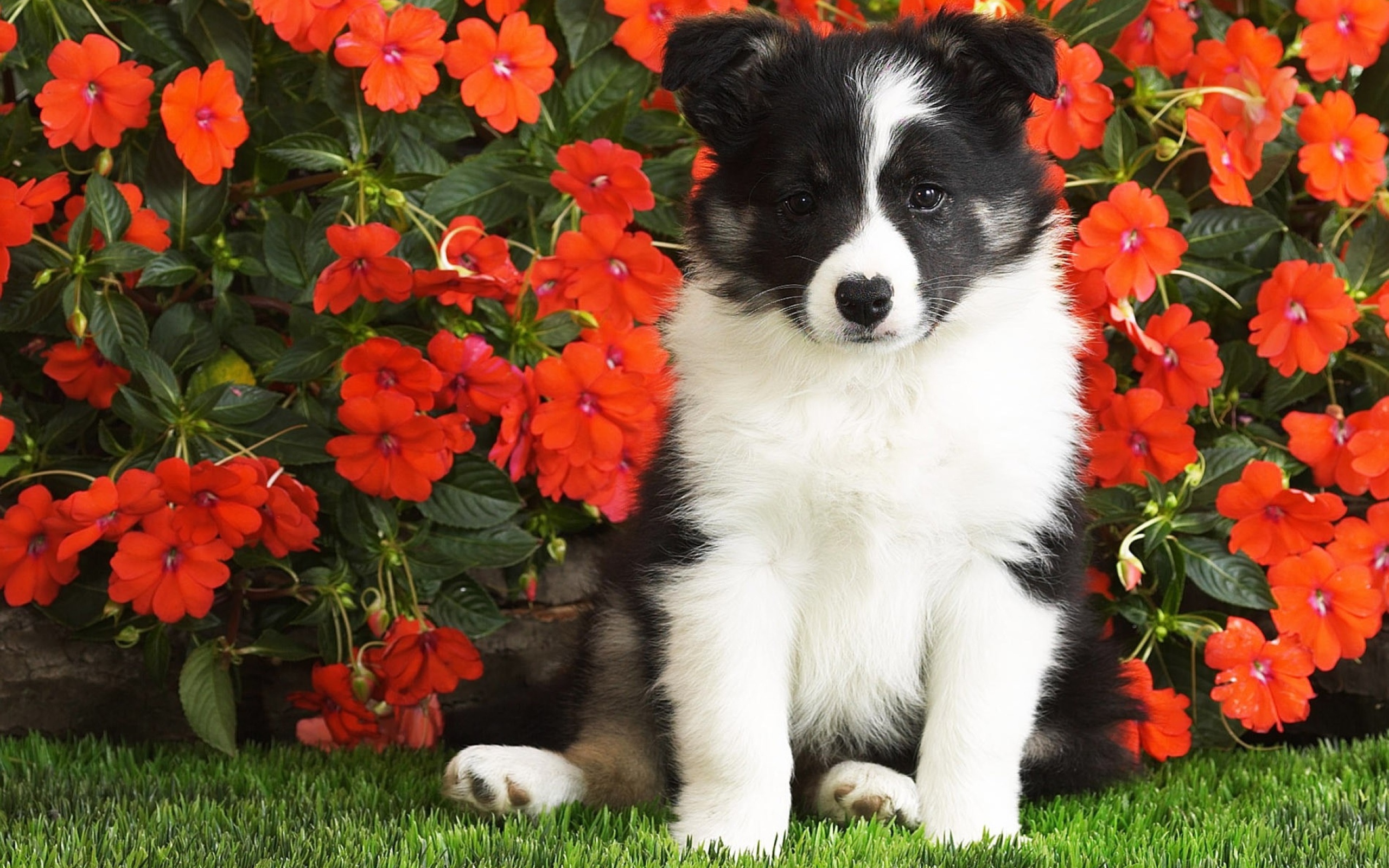 Маленький щенок сидит в красных цветах