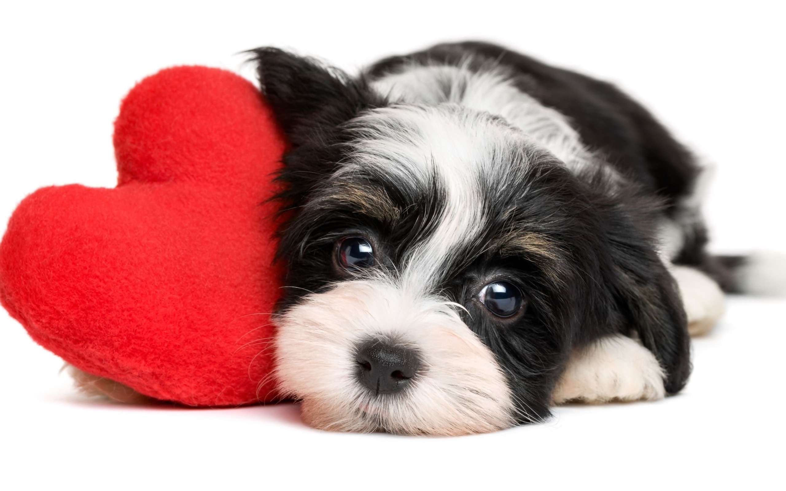Маленький щенок с красным плюшевым сердцем на белом фоне