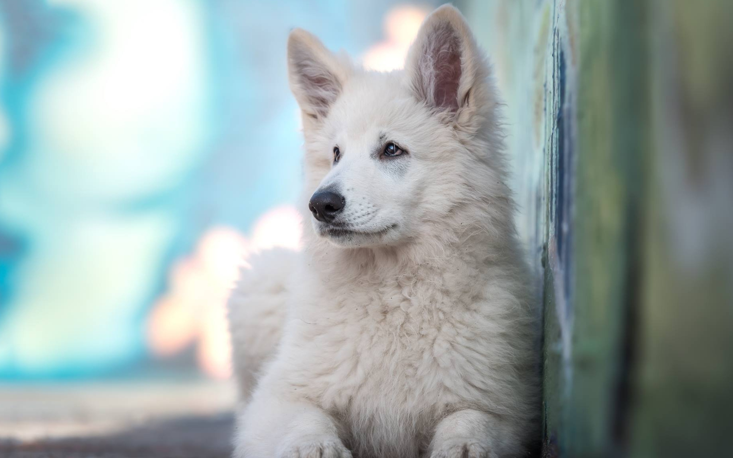 Маленькая белая овчарка с грустным взглядом