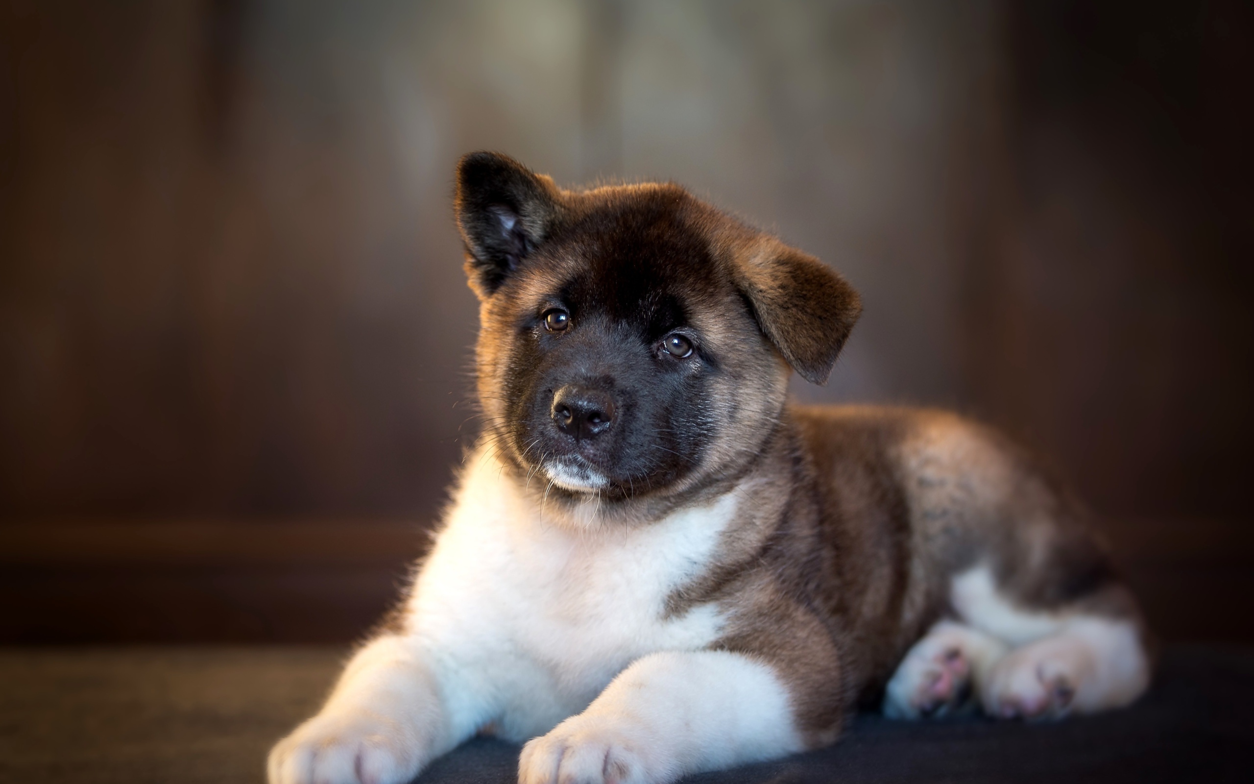 Милый щенок акита ину с опущенным ухом