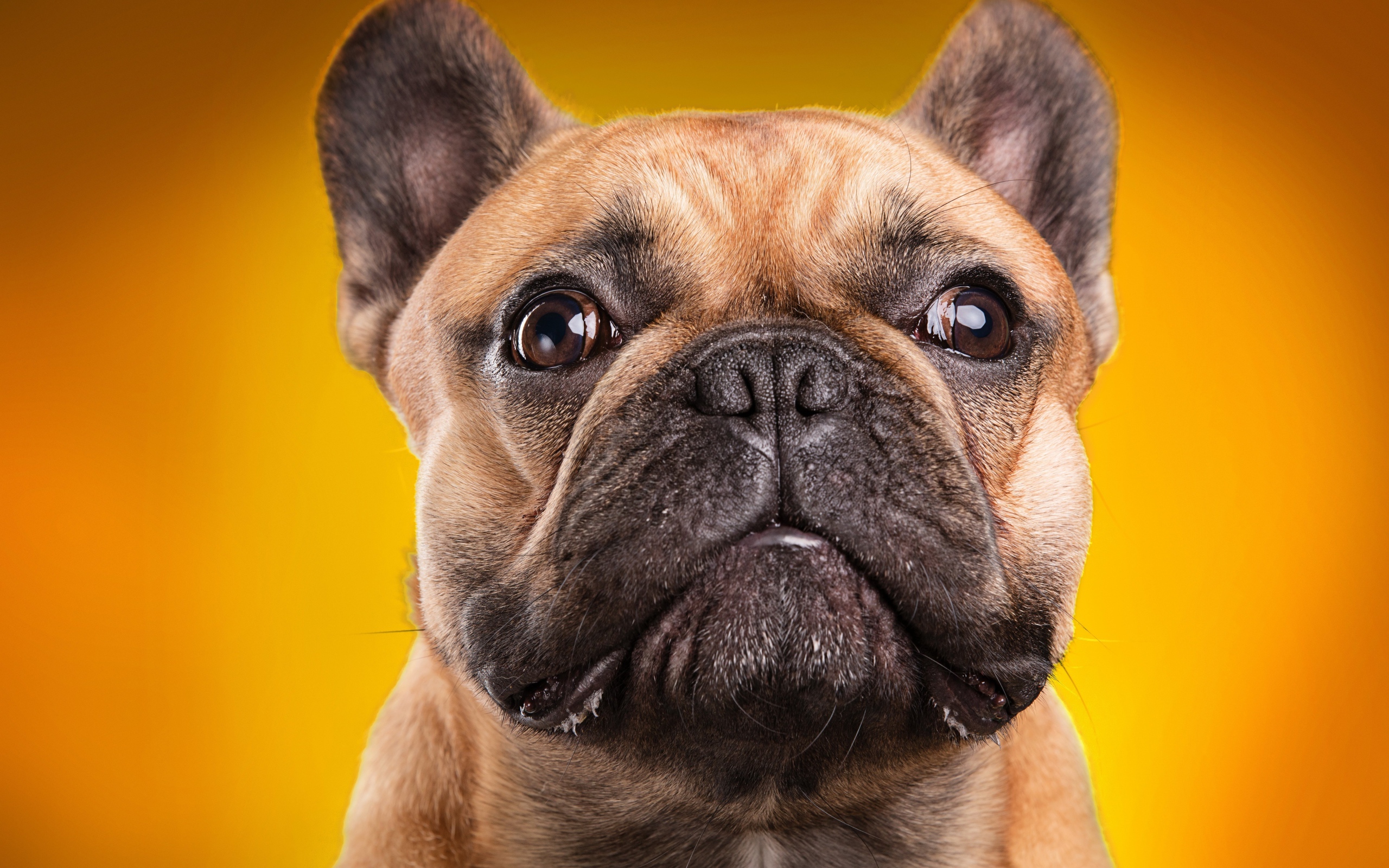 Морда французского бульдога на золотом фоне
