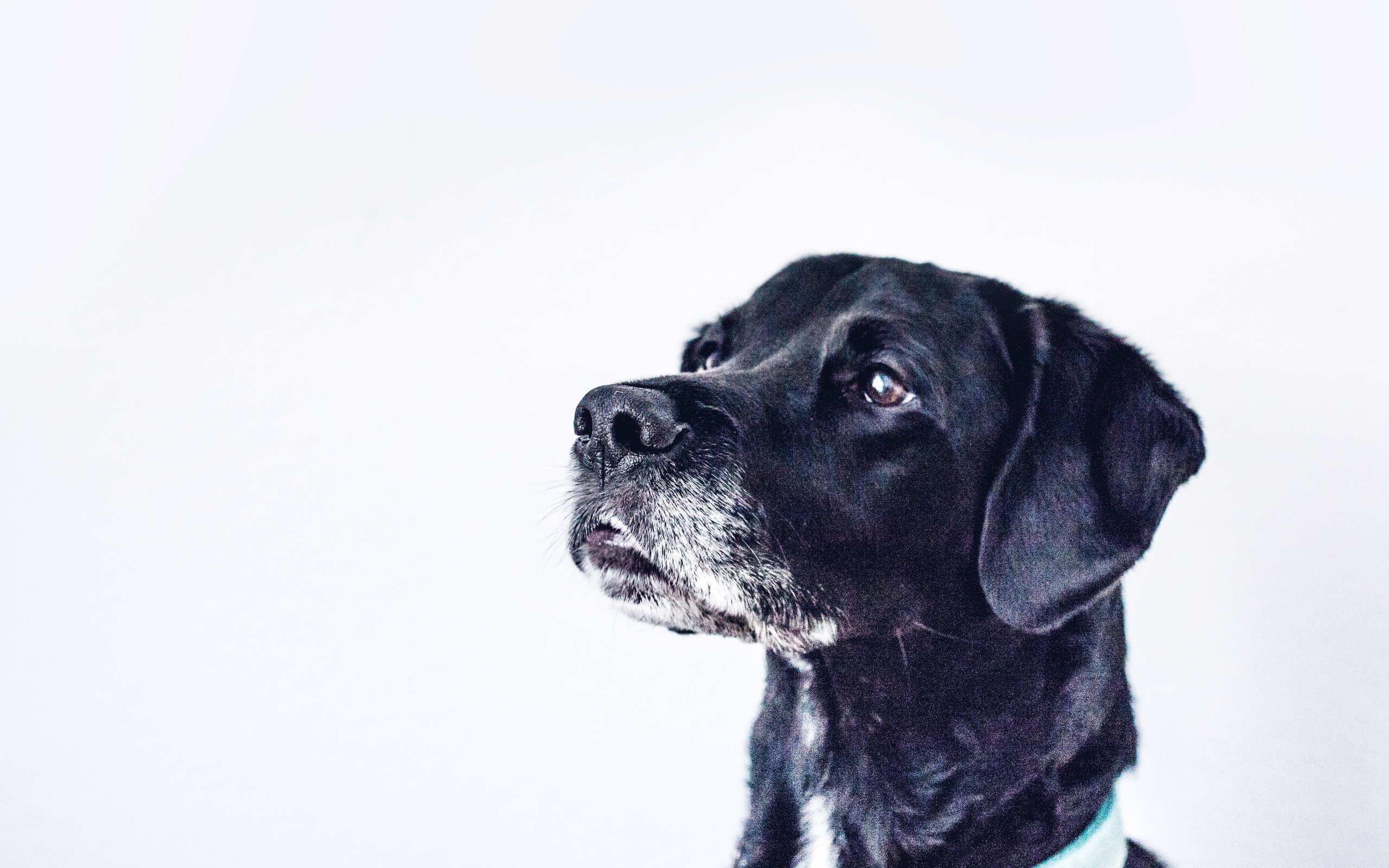 Морда черного дога на сером фоне