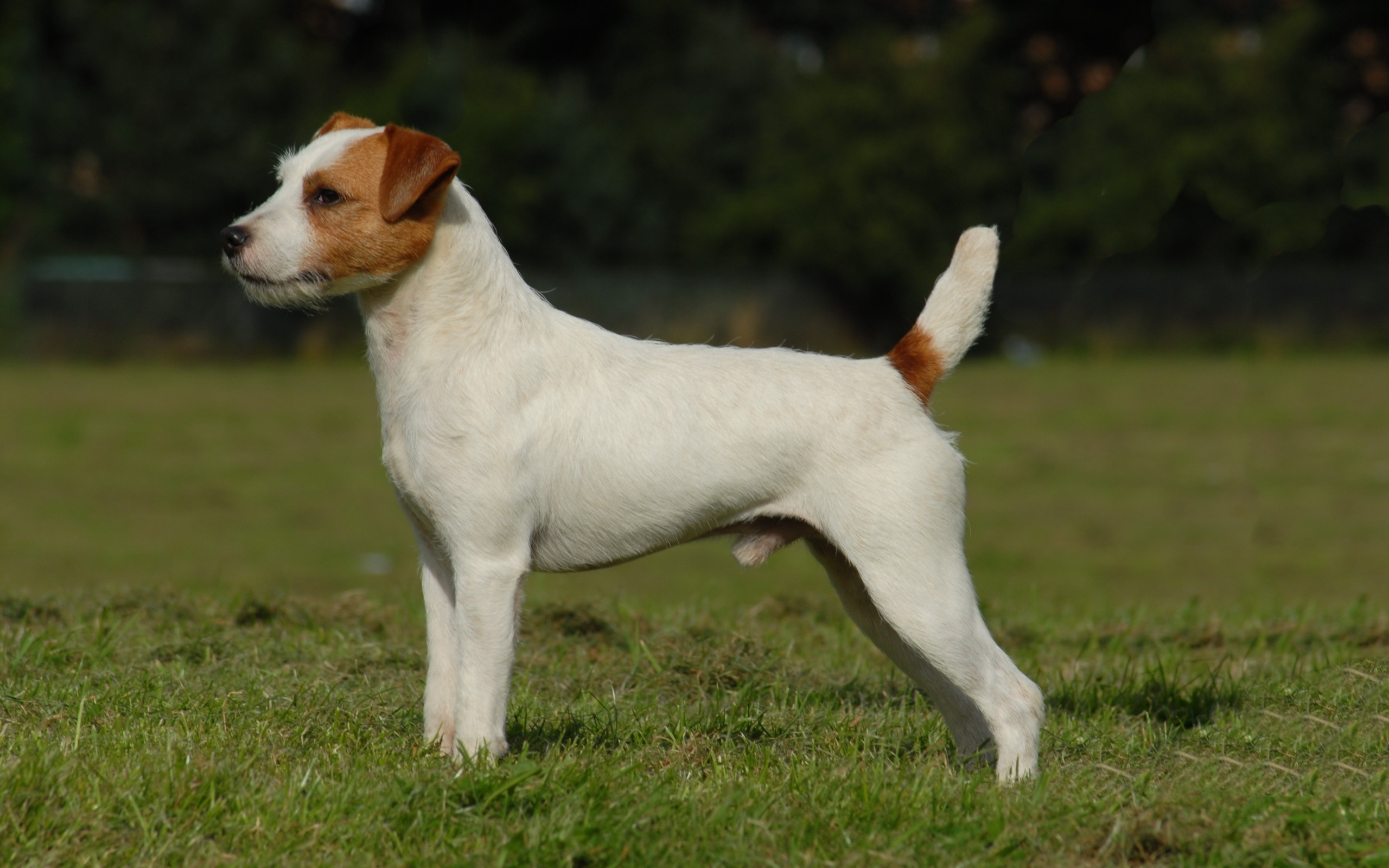 Парсон рассел терьер стоит на зеленой траве