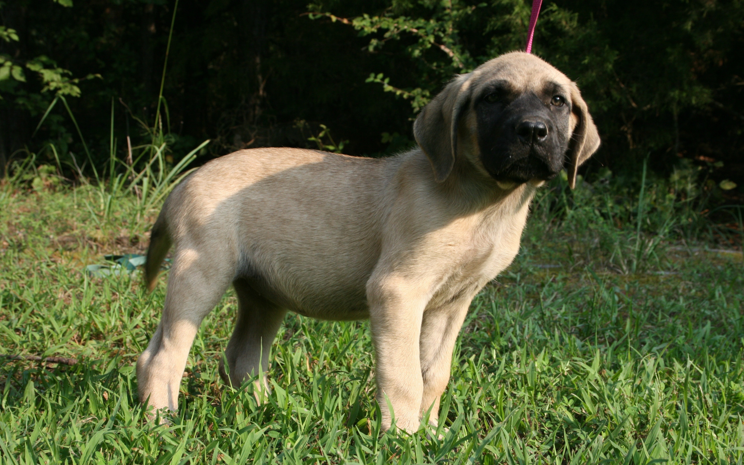 Щенок английского мастифа стоит на зеленой траве