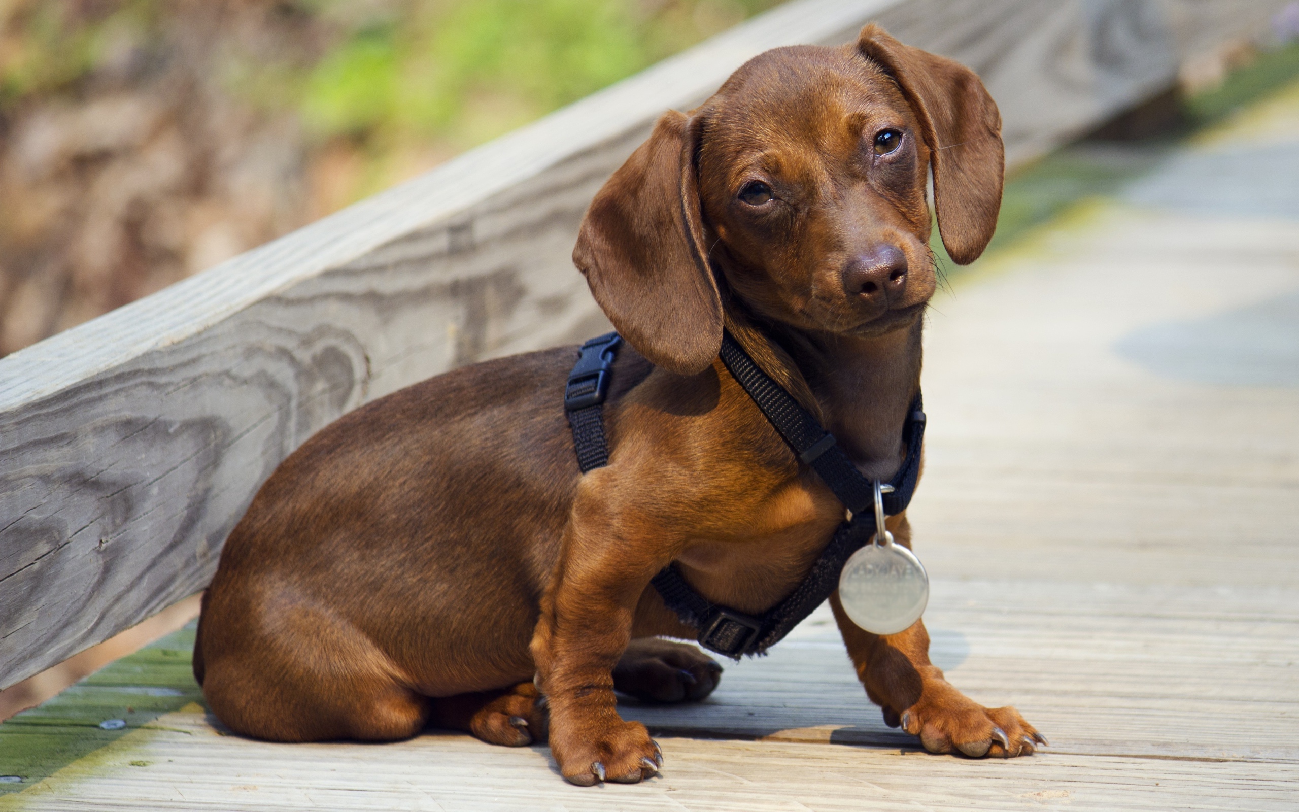 Грустная такса сидит на дороге