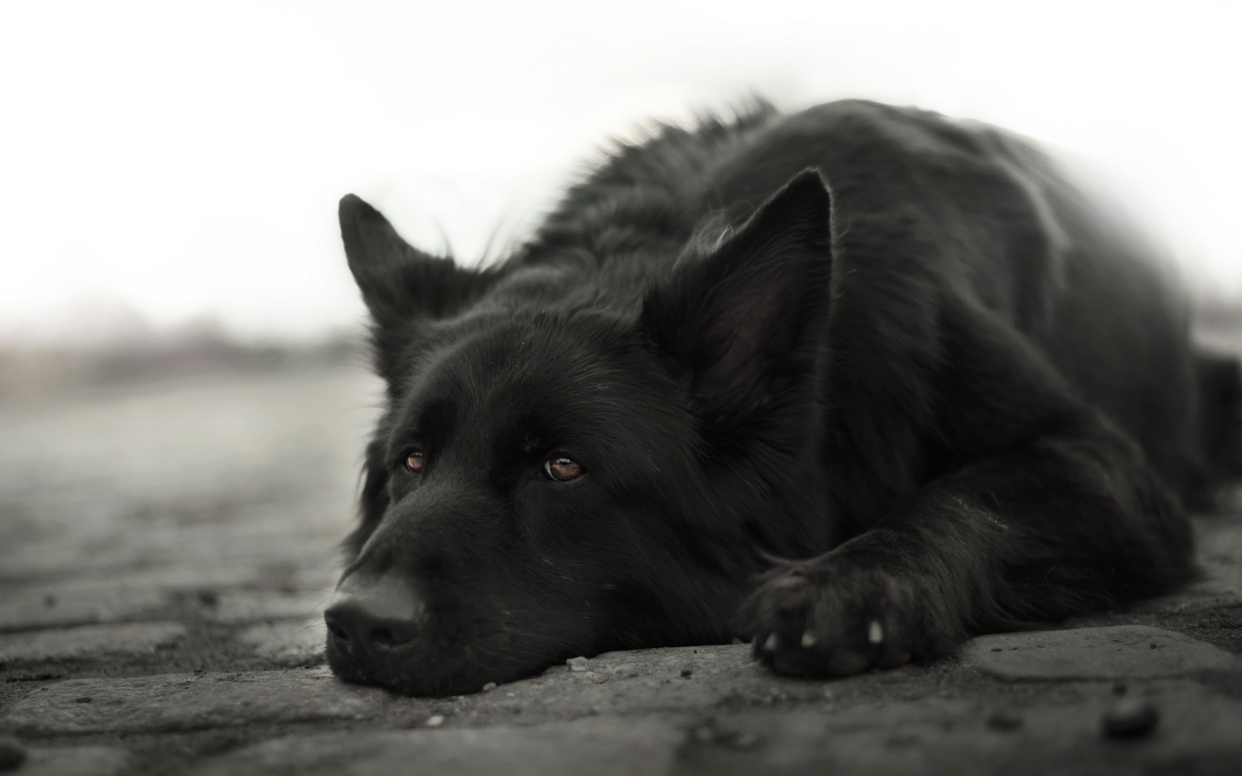 Грустная немецкая овчарка лежит на земле