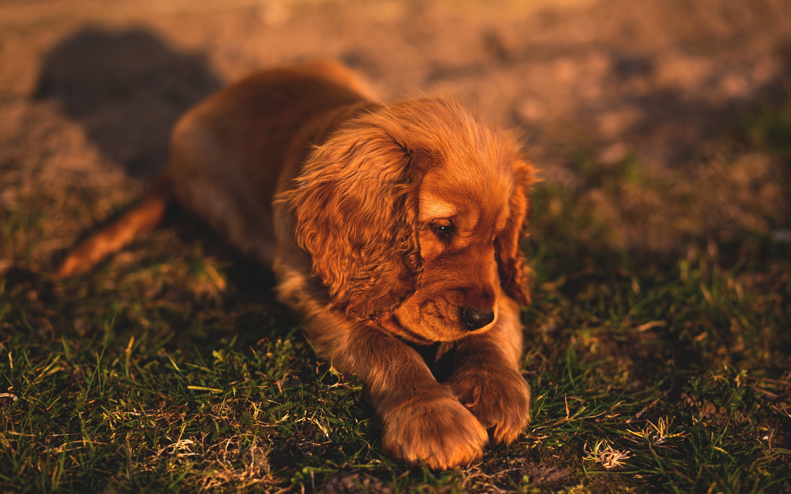 Грустный щенок кокер спаниеля лежит на траве