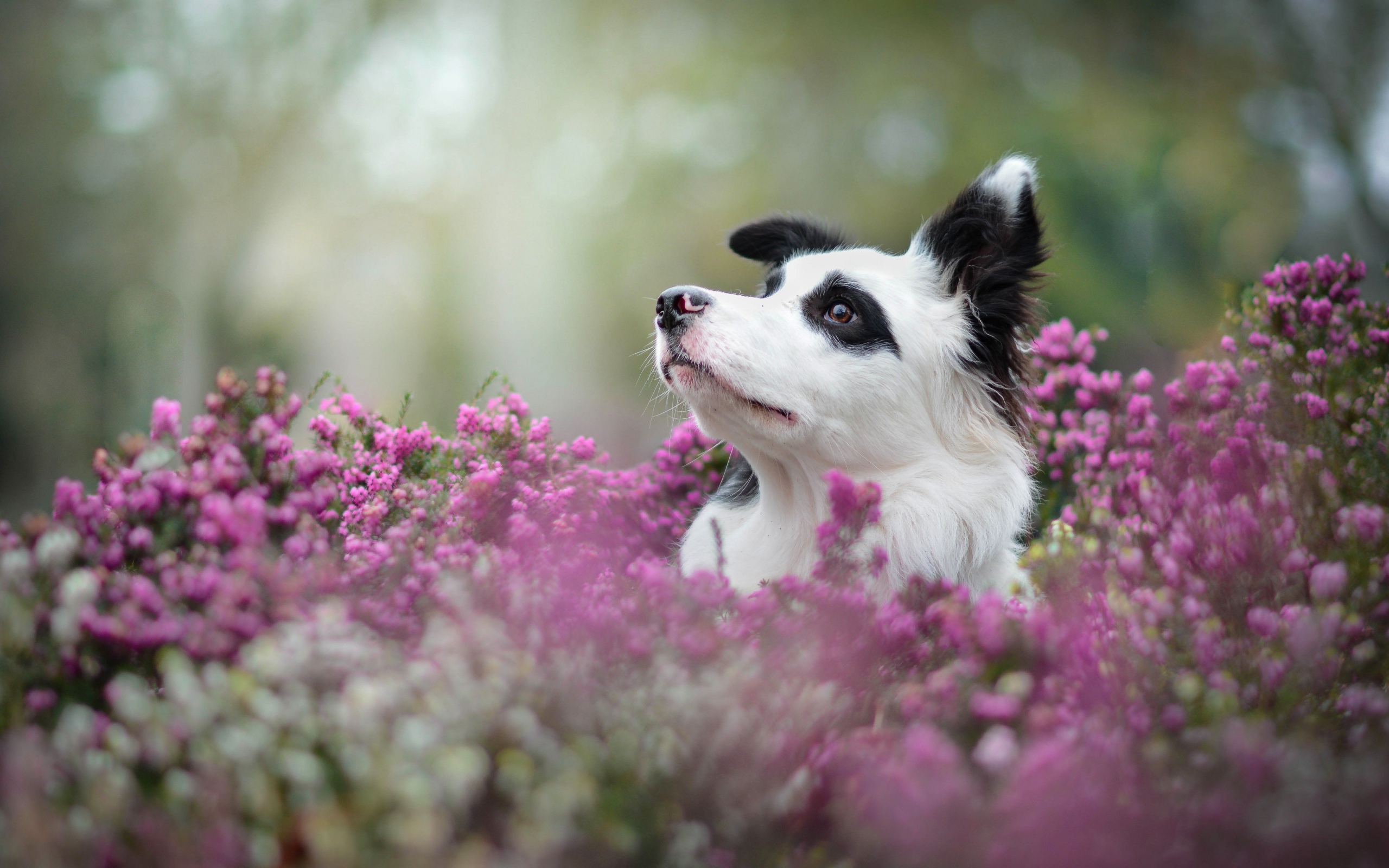 Собака породы бордер колли сидит в сиреневых цветах