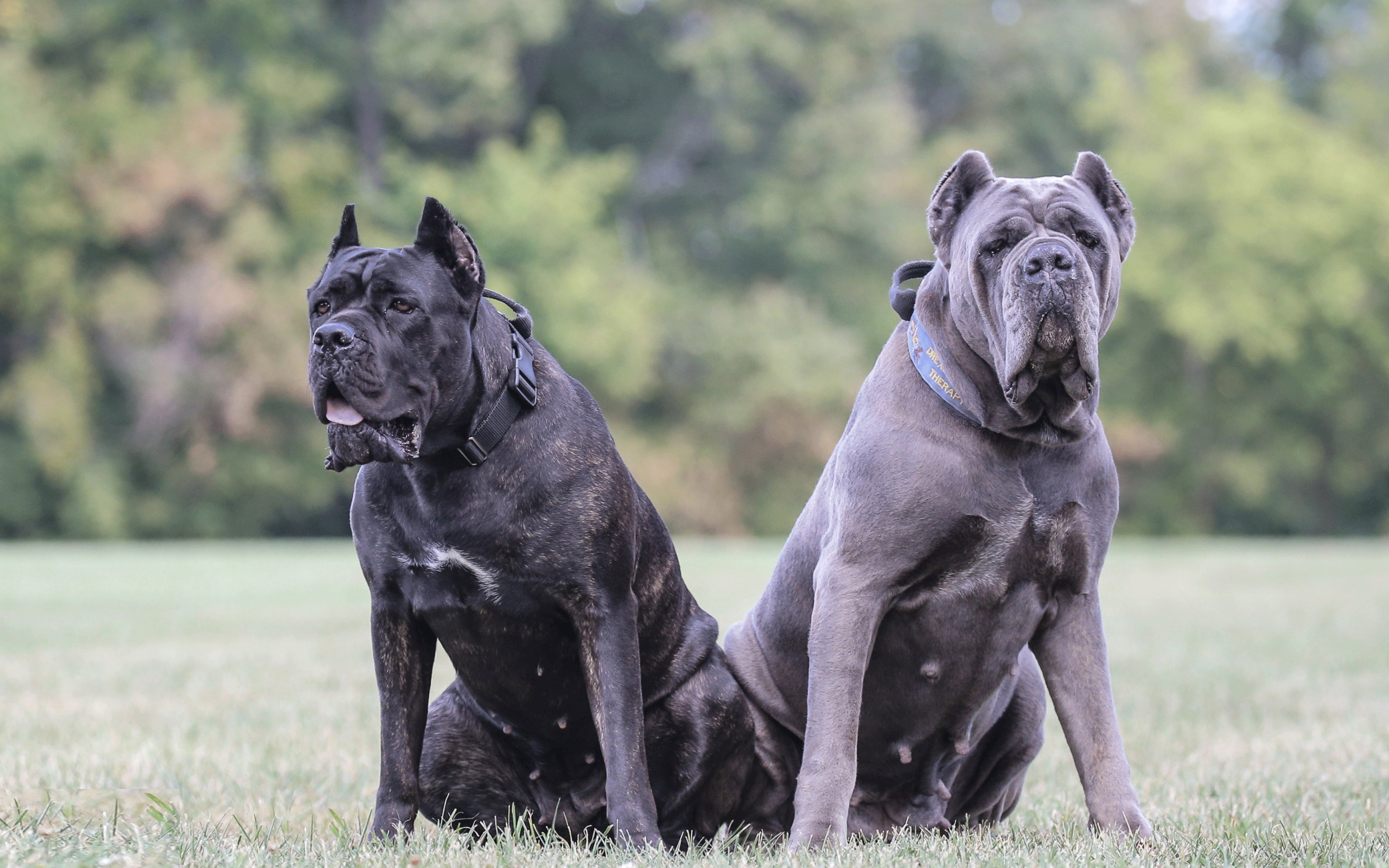 Два больших пса породы Кане-корсо на траве