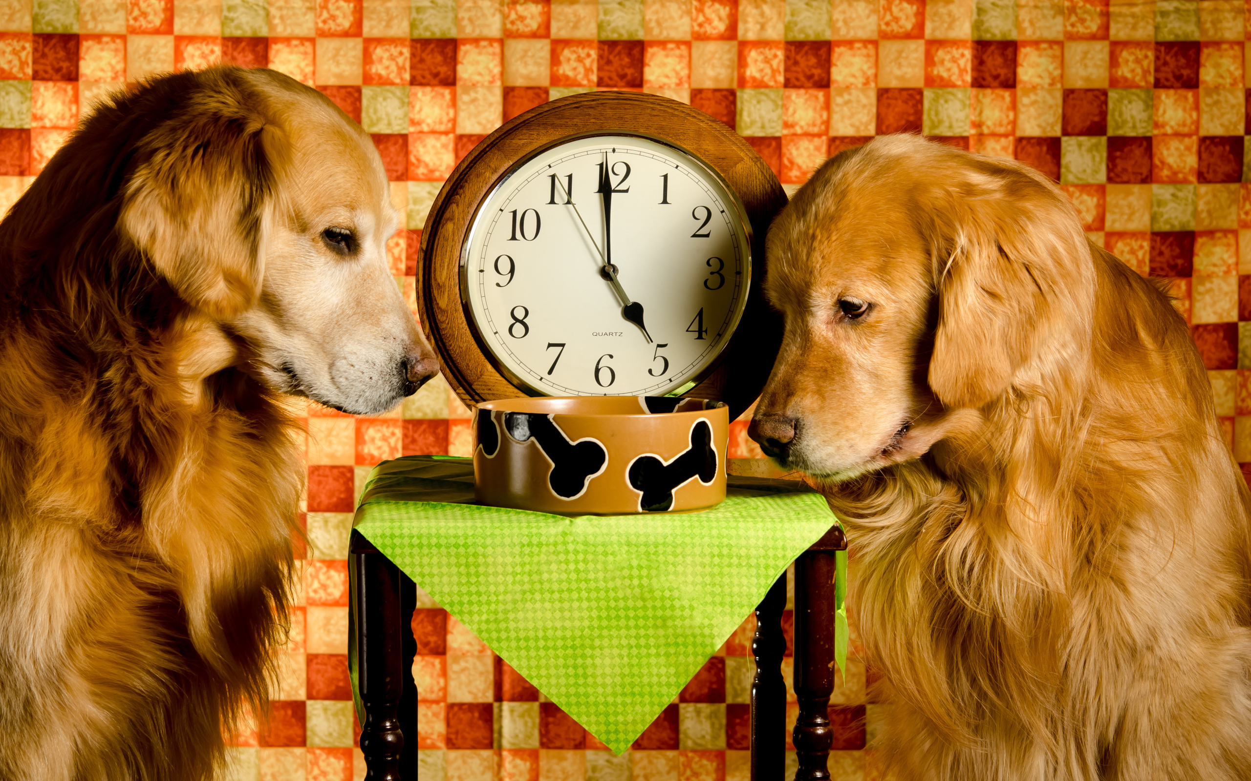 Два золотистых ретривера ждут корм у часов