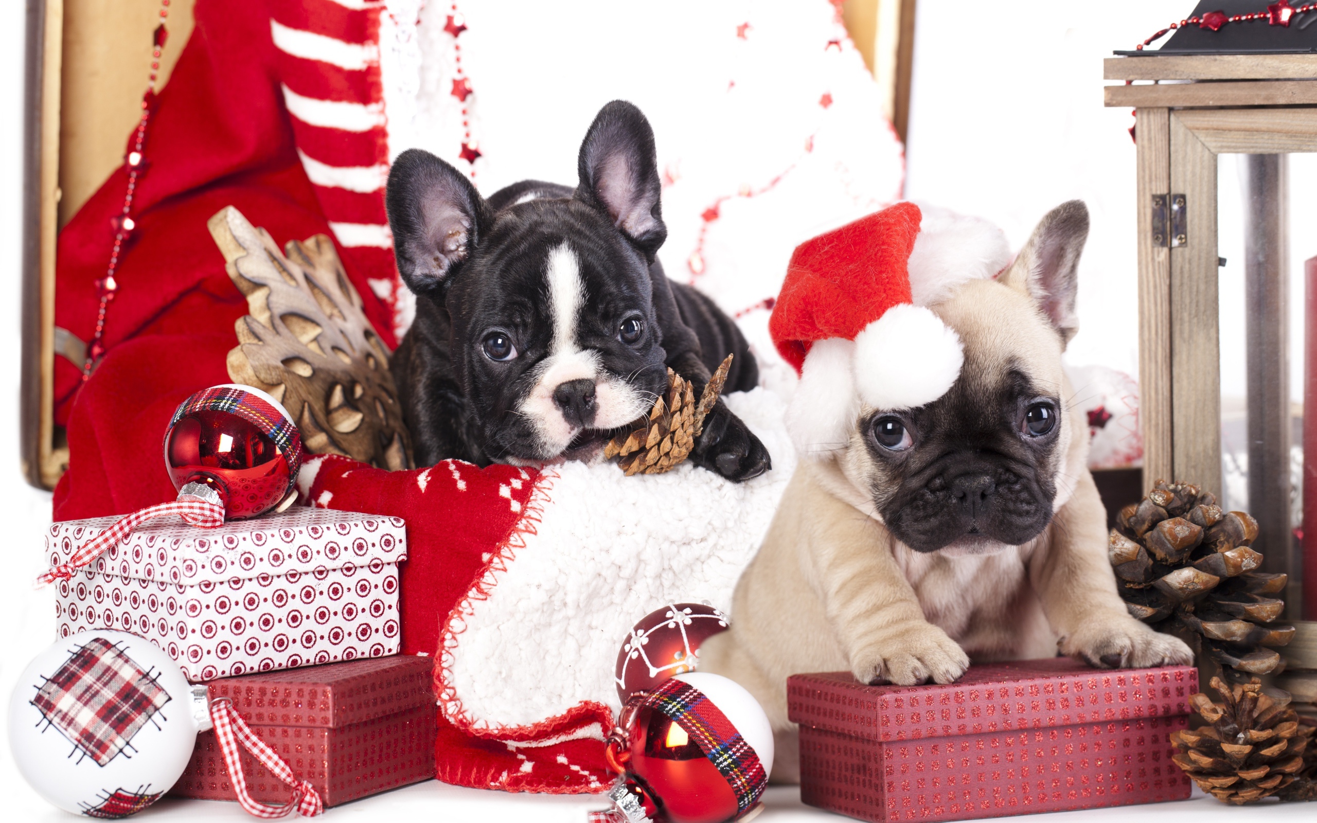 Два щенка французского бульдога на новогодних подарках